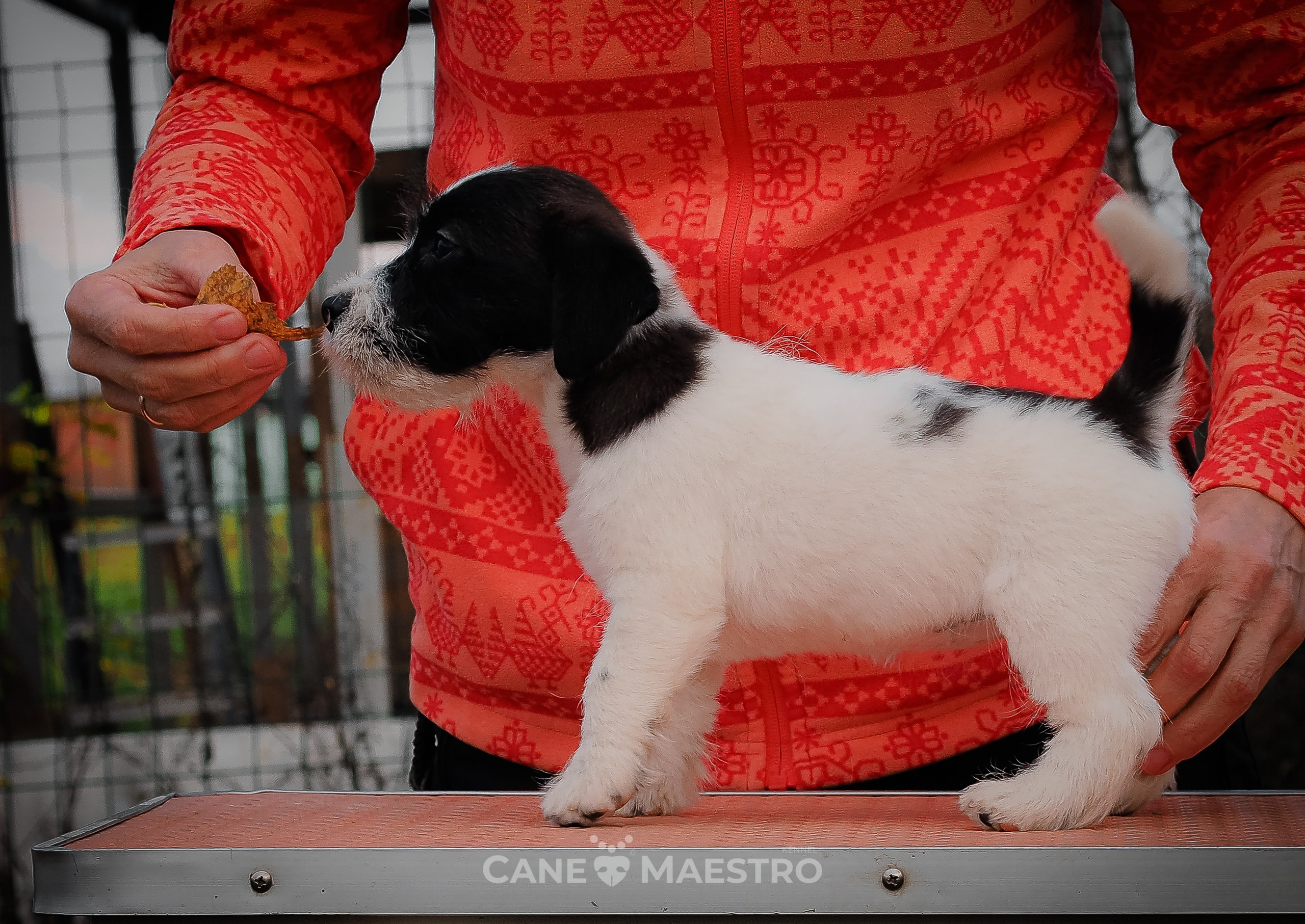 СУКА1_ЧЕРН_27_08_25. КАНЕ МАЭСТРО — питомник Джек рассел терьеров