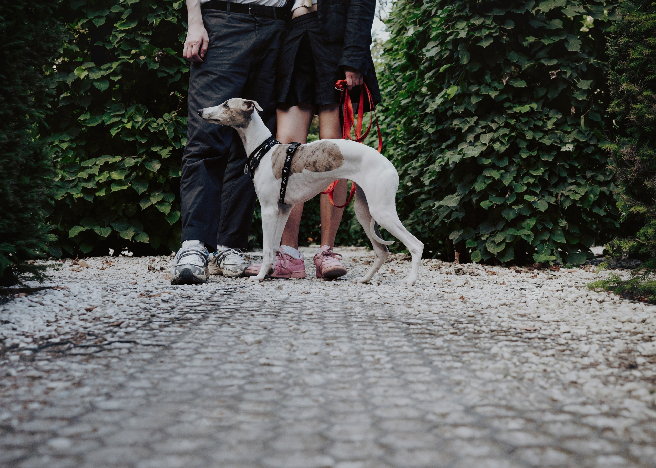 Ветка. Фотограф- анималист Александра Матвеева