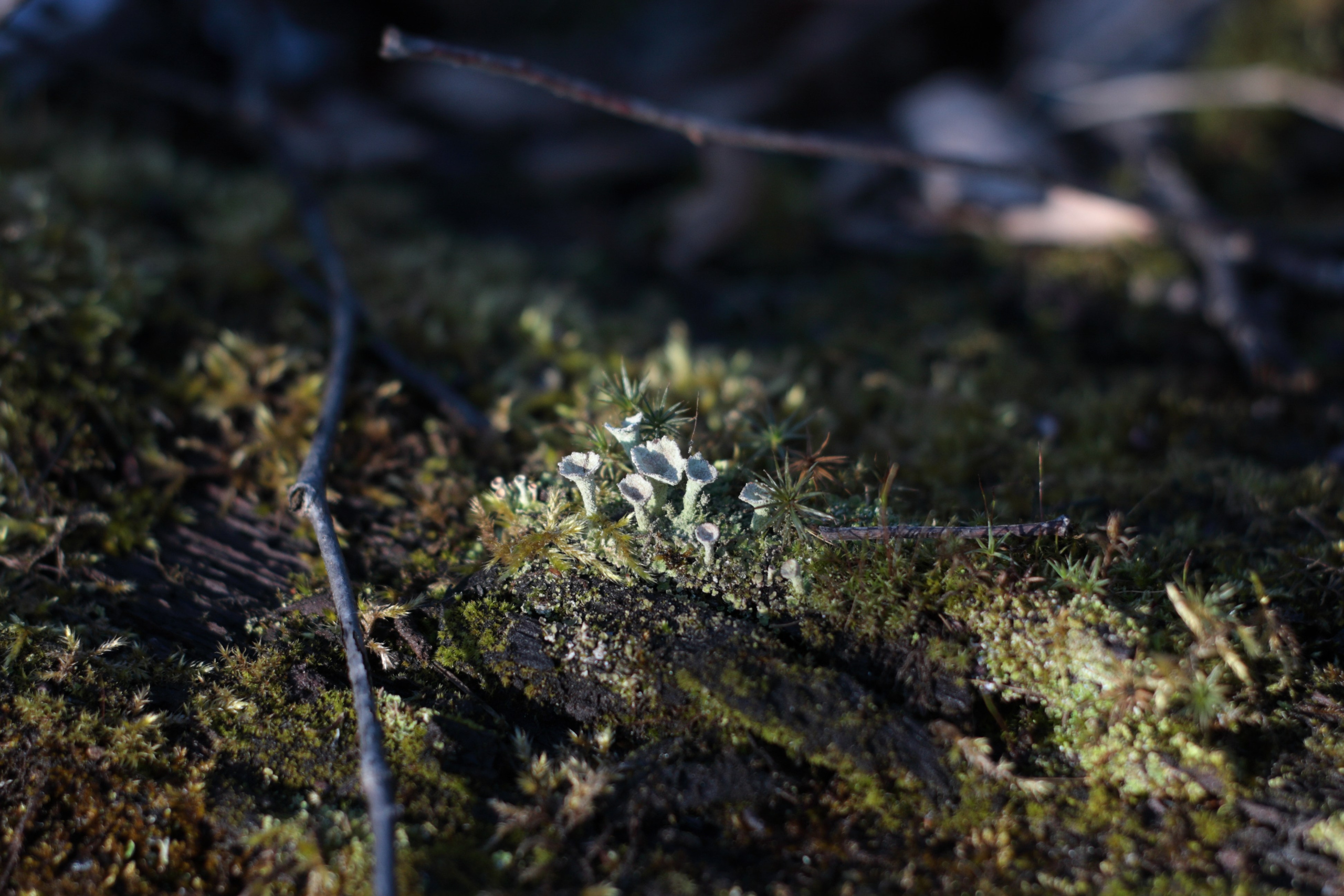 Старое природное, отбирала Katamount (Катерина Горохова). Главная