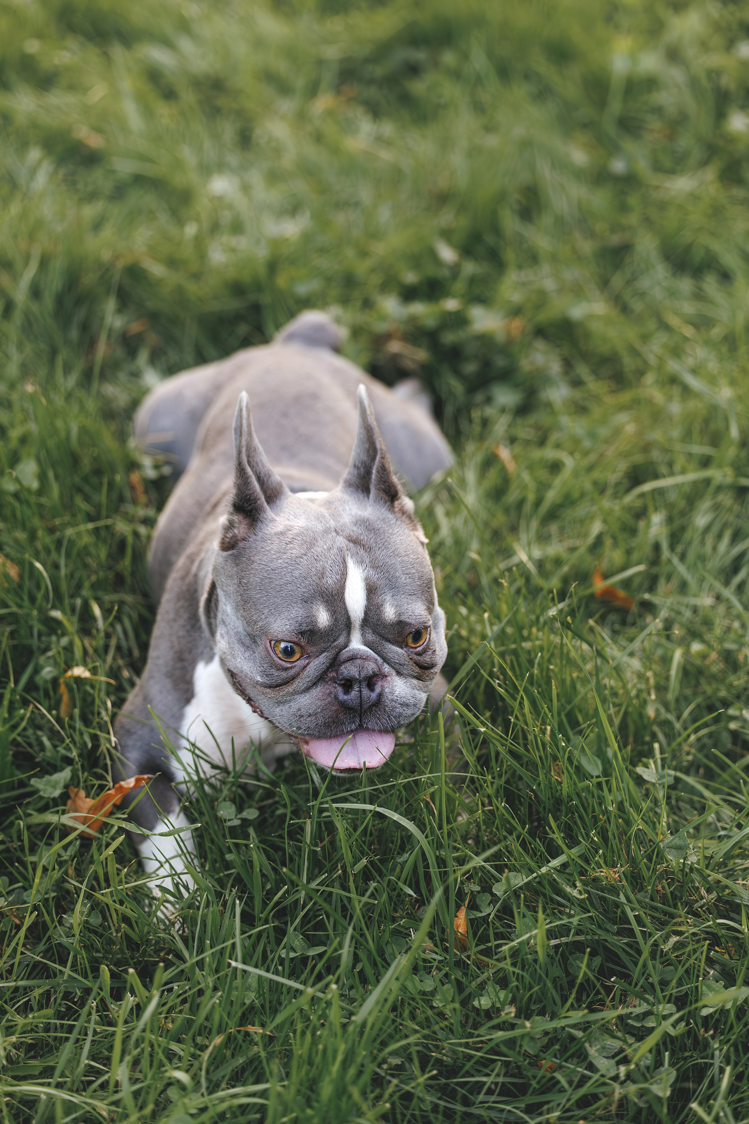 Французский Бульдог в Воронцовском парке (в обработке). Фотограф Анималист в Москве Анастасия Жучкова