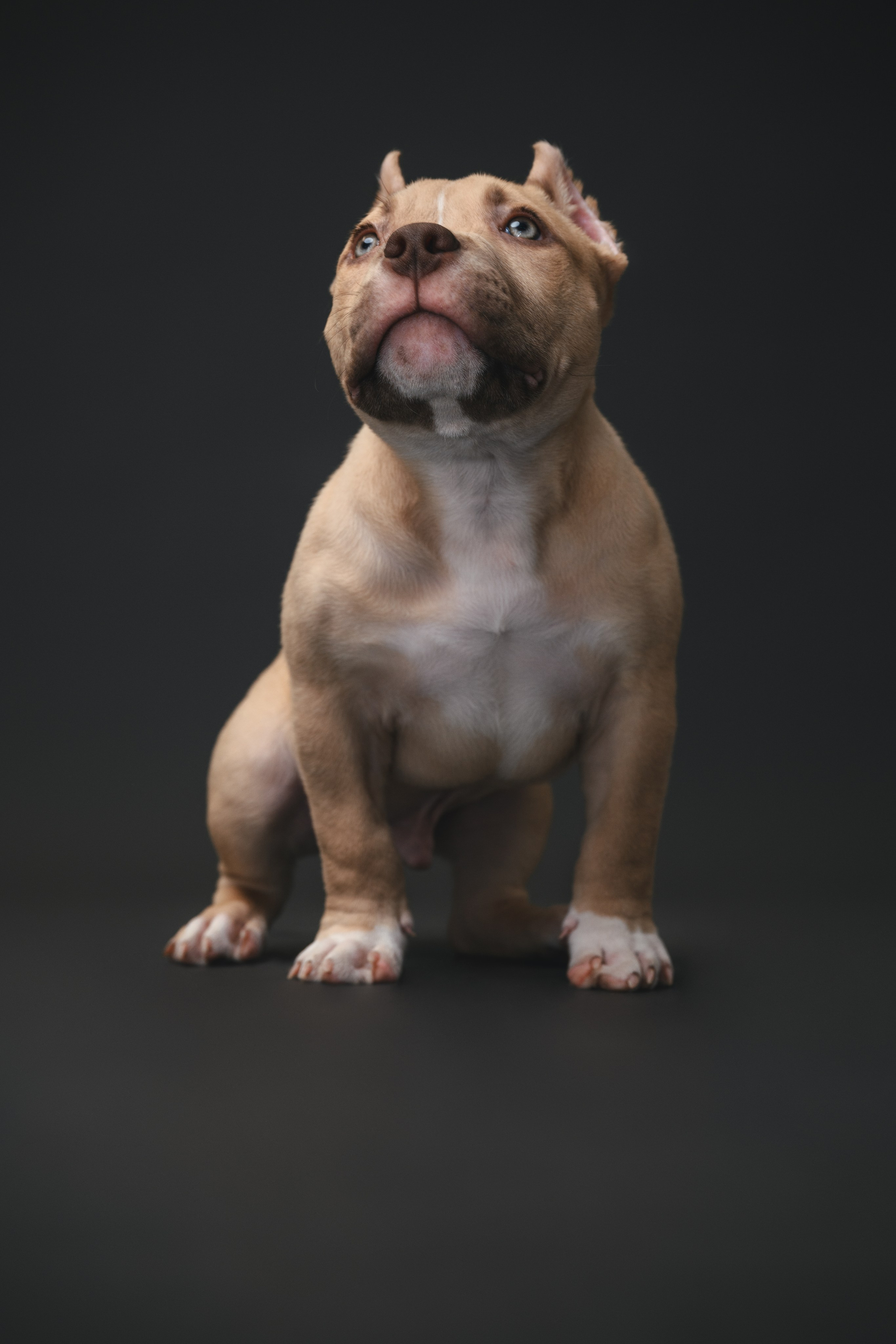 Булли. Фотограф Анималист в Москве Анастасия Жучкова