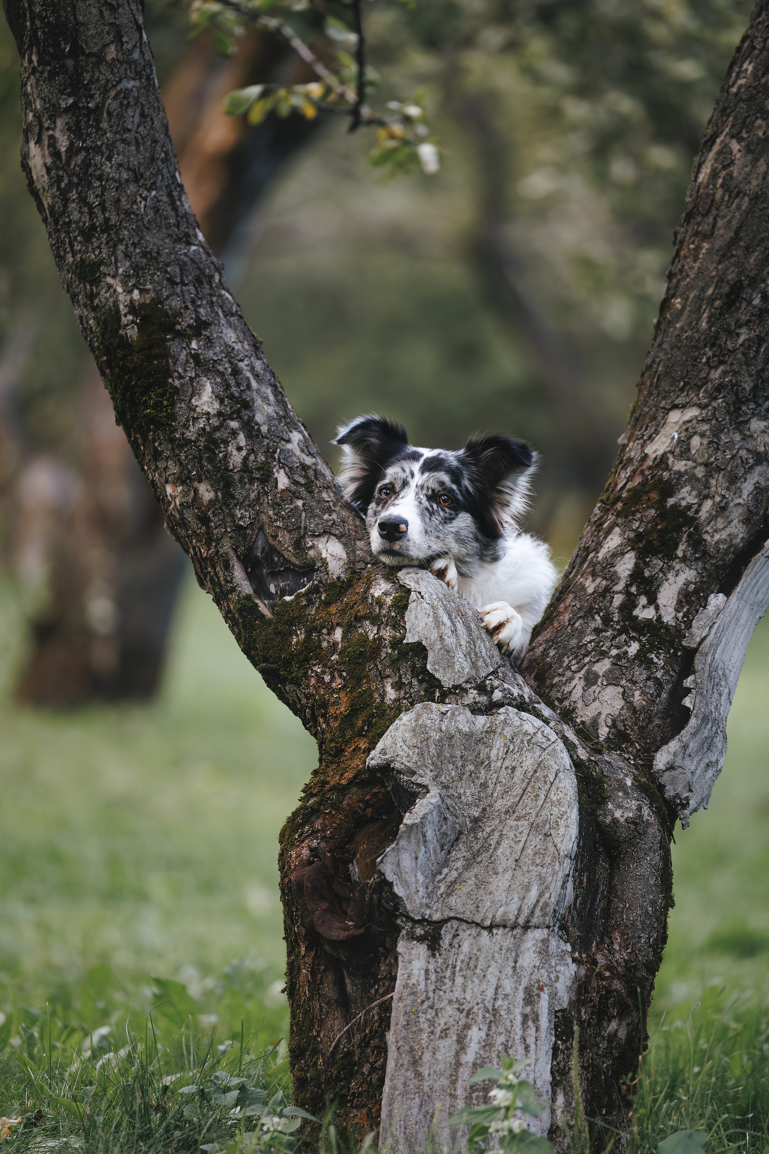 Бордер Колли. Фотограф Анималист в Москве Анастасия Жучкова