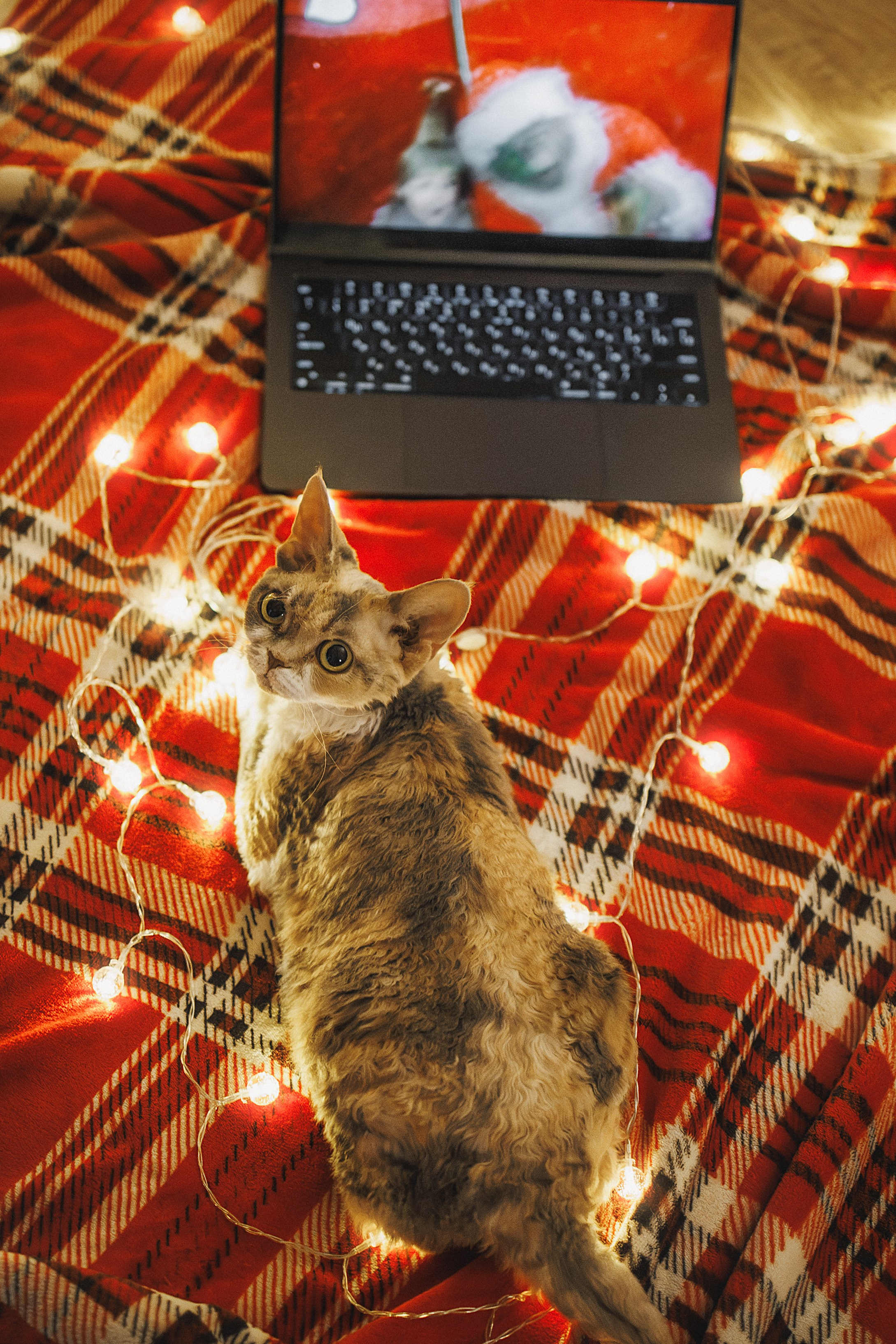 Домашняя новогодняя. Фотограф Анималист в Москве Анастасия Жучкова