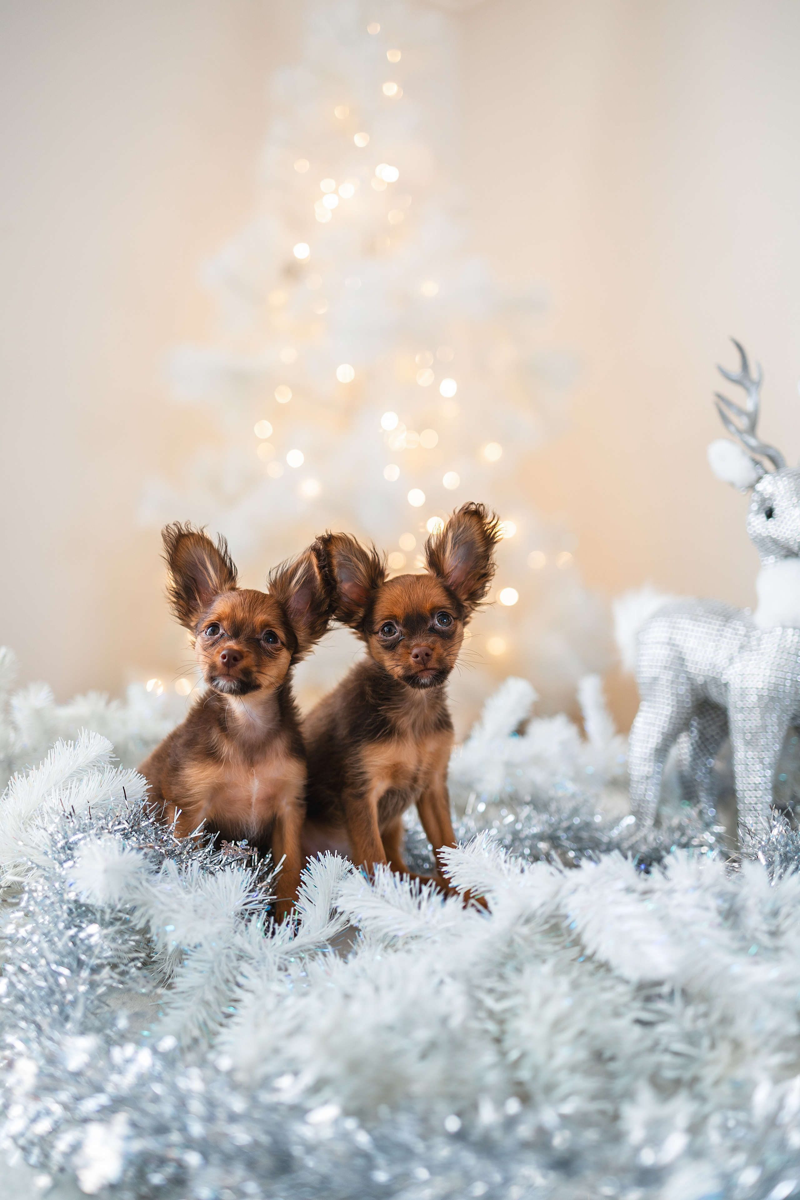 Малыши Той Терьер. Фотограф Анималист в Москве Анастасия Жучкова