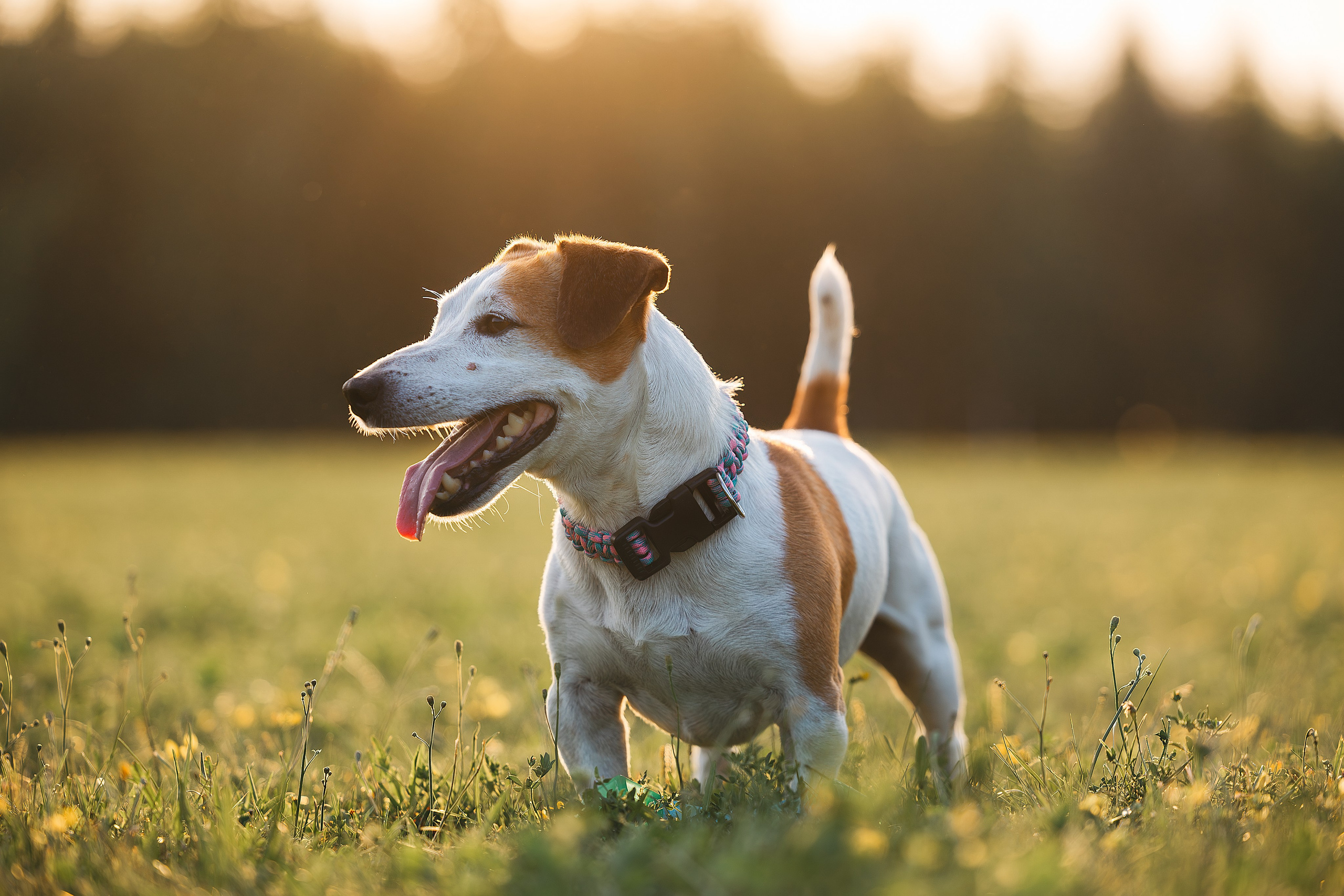 Юлиана и Риф (в обработке). Фотограф Анималист в Москве Анастасия Жучкова