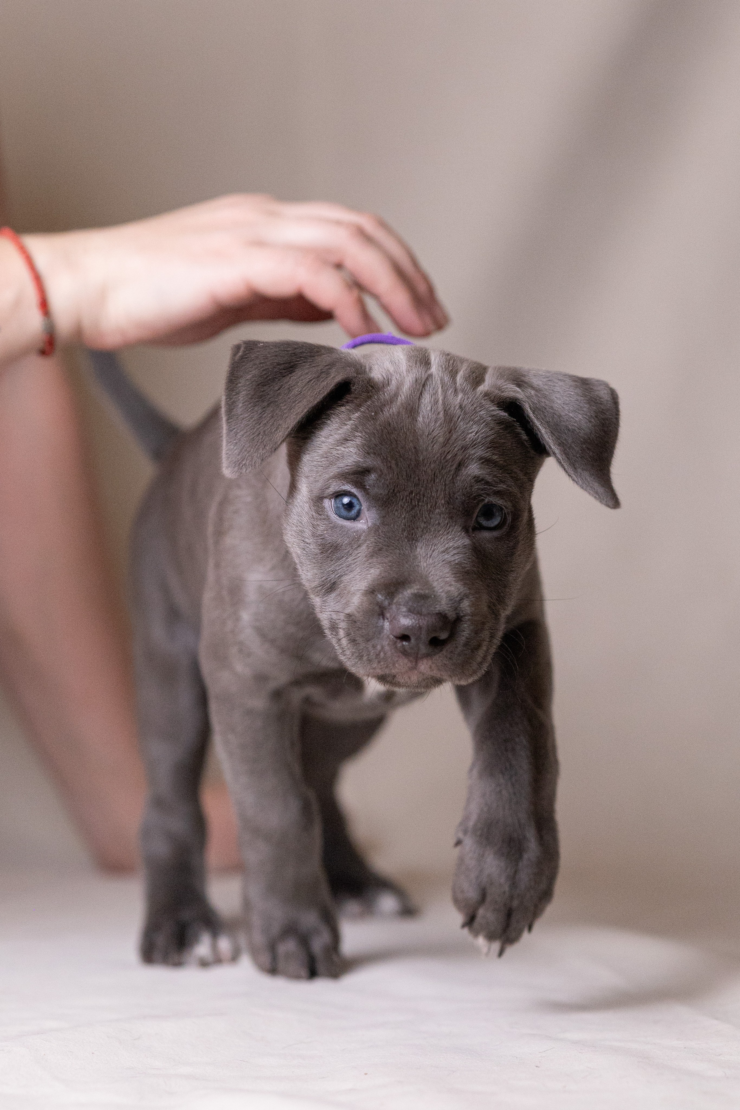 Щенки. Фотограф Яна Матвеева в Ижевске