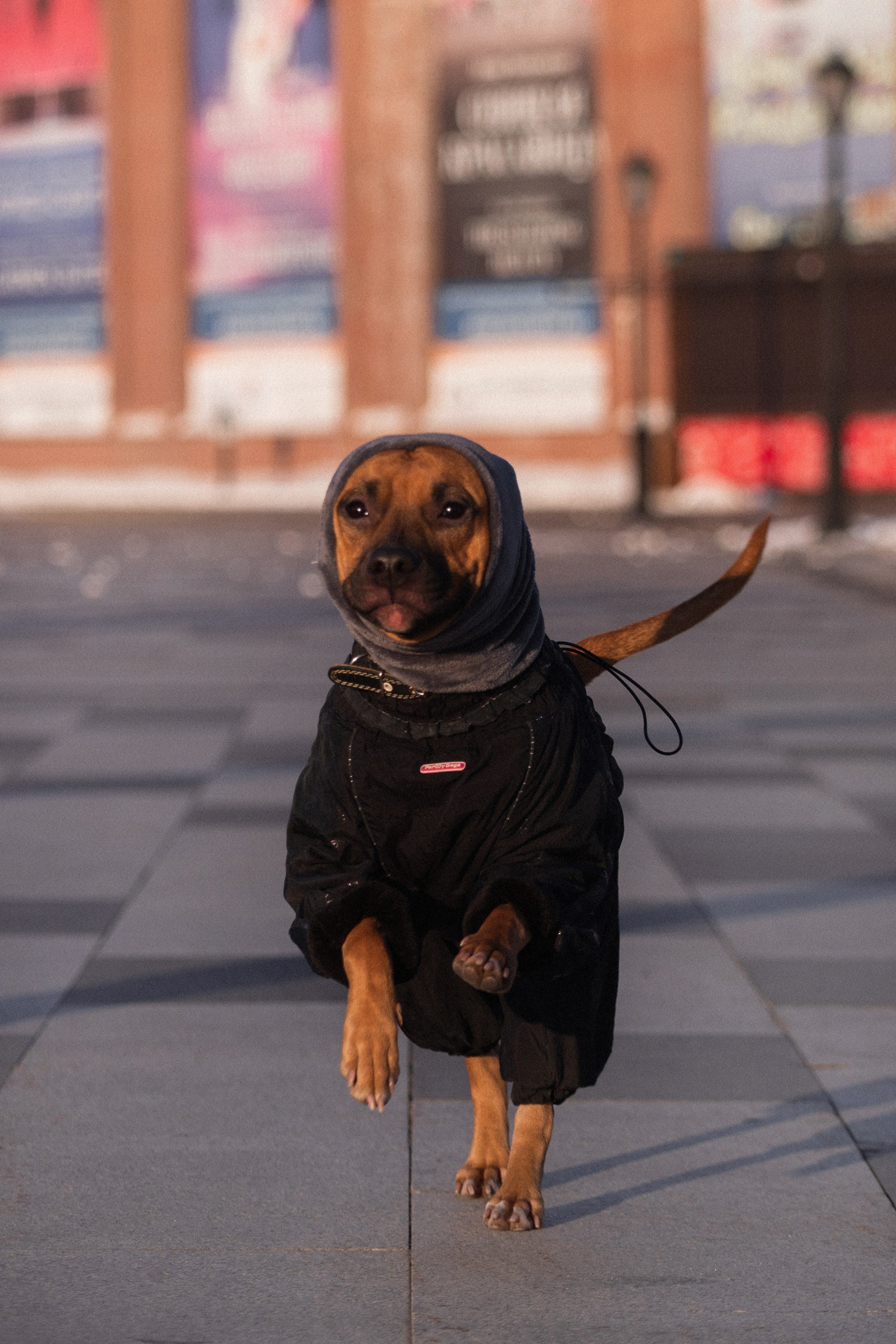 Арина и Стэфи. Фотограф — анималист Владивосток, Алина