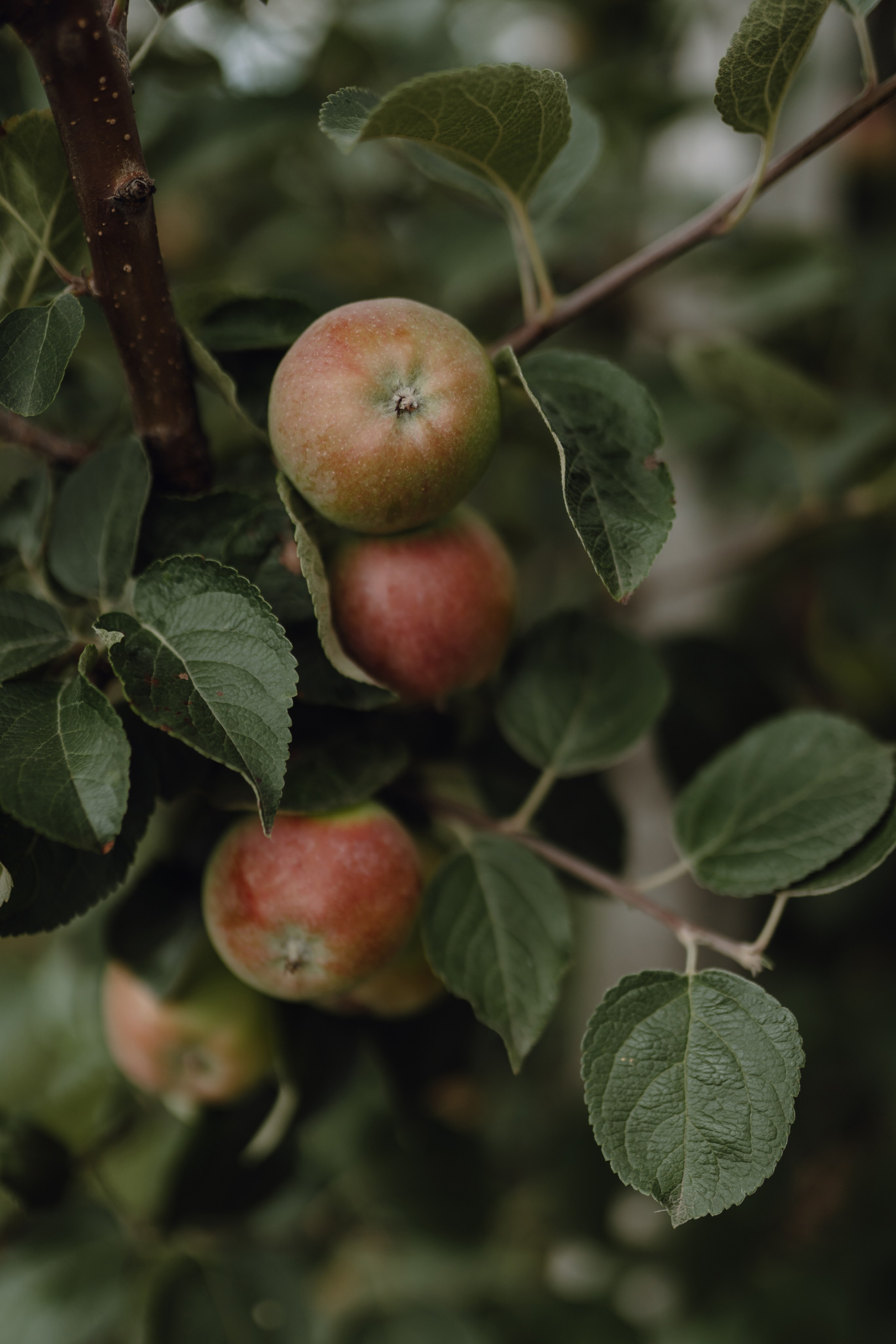 Денис и Лера. Свадебный фотограф Анжелика Сариева