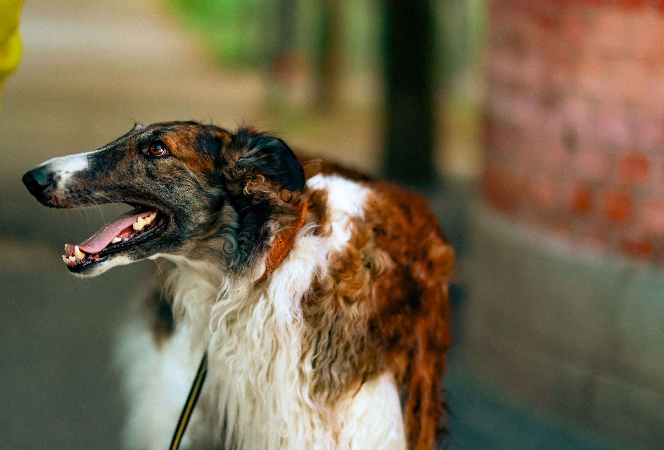 Собачки на улицах городов. Фотограф репортажей и стритфотосессий в Москве Людмила Смирнова