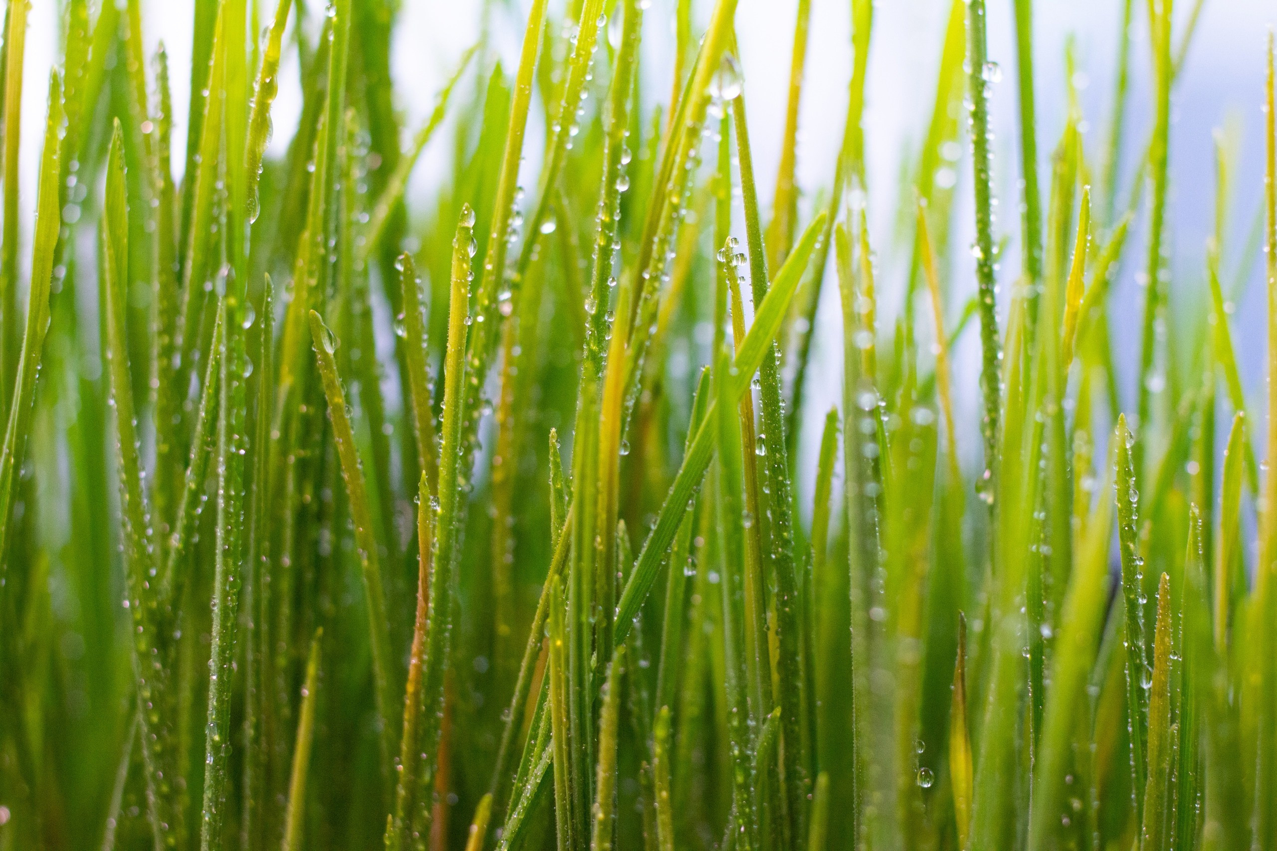 Съемка блюд Москва