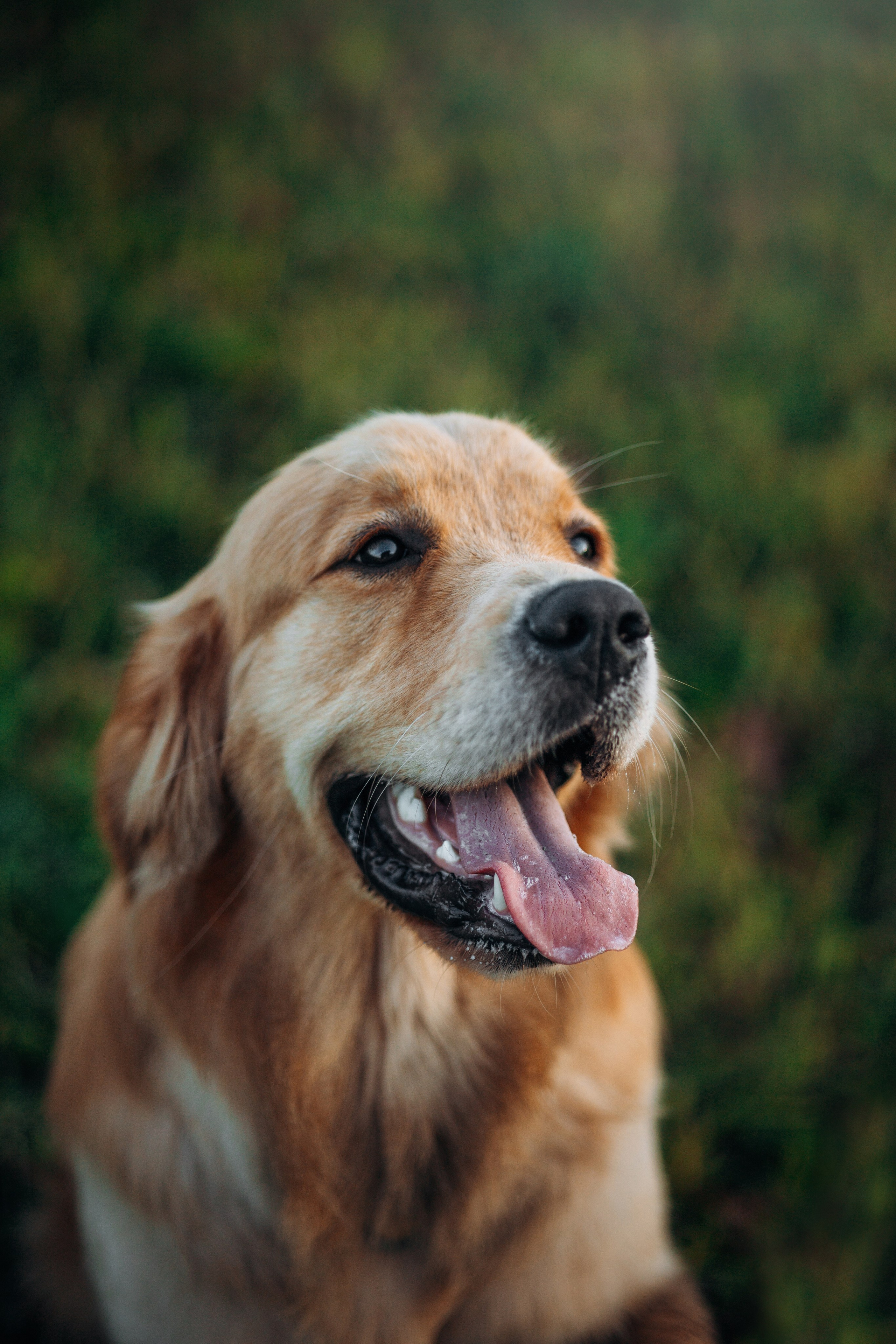 Аня и Ноллан. Фотограф — Анималист | Санкт-Петербург