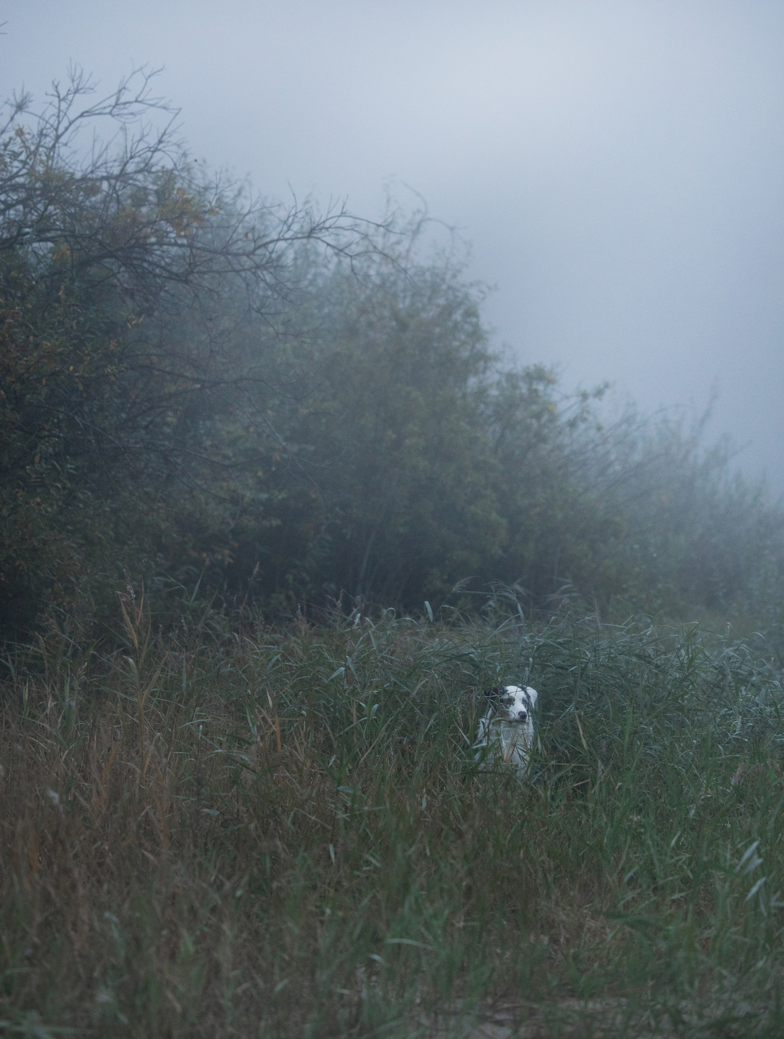 Портфолио. Фотограф-анималист в Екатеринбурге Марина Шишкина