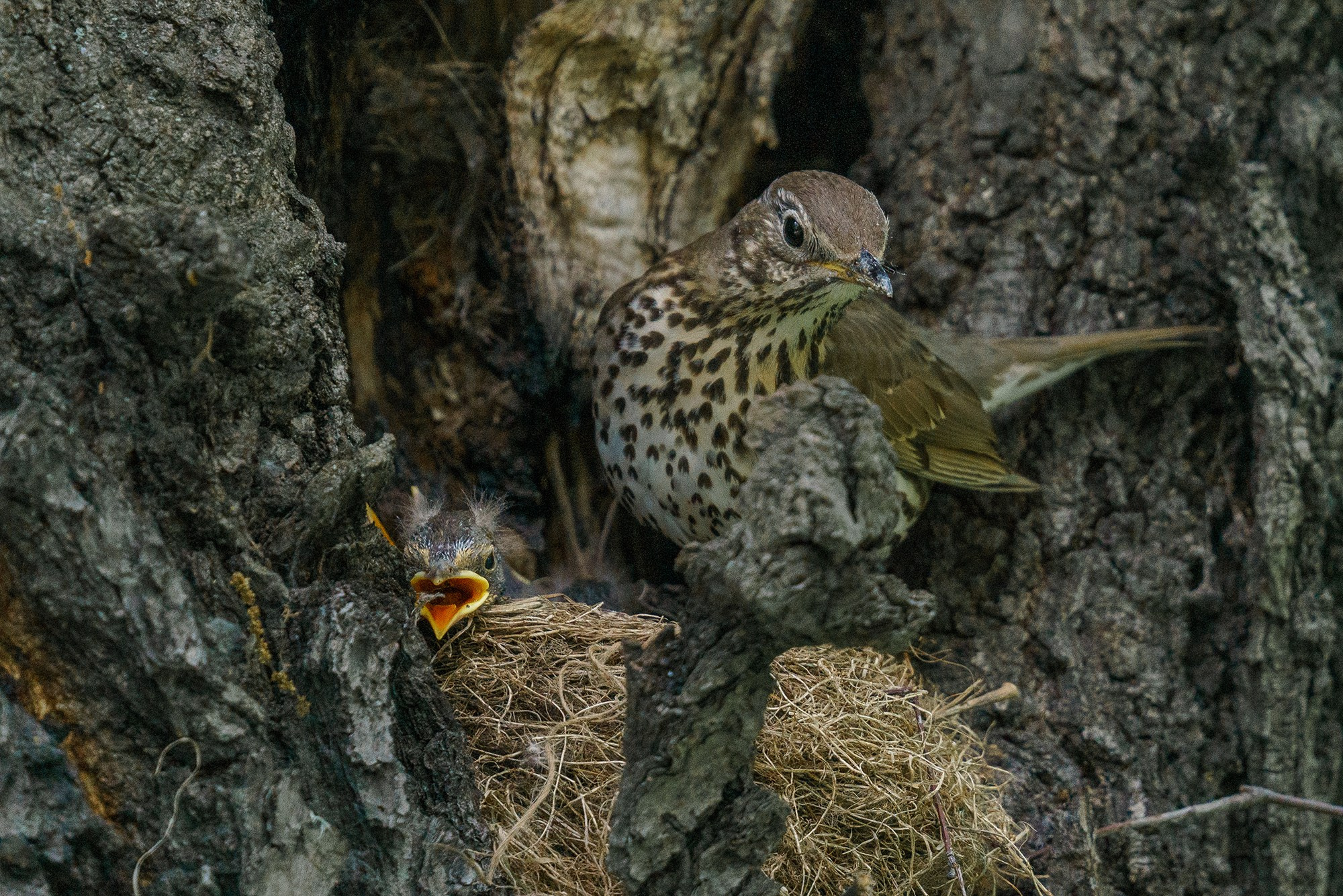 Удивительные мир птиц. Вокруг нас столько прекрасного — присмотритесь!. Ваш личный фотограф Марина Волкова