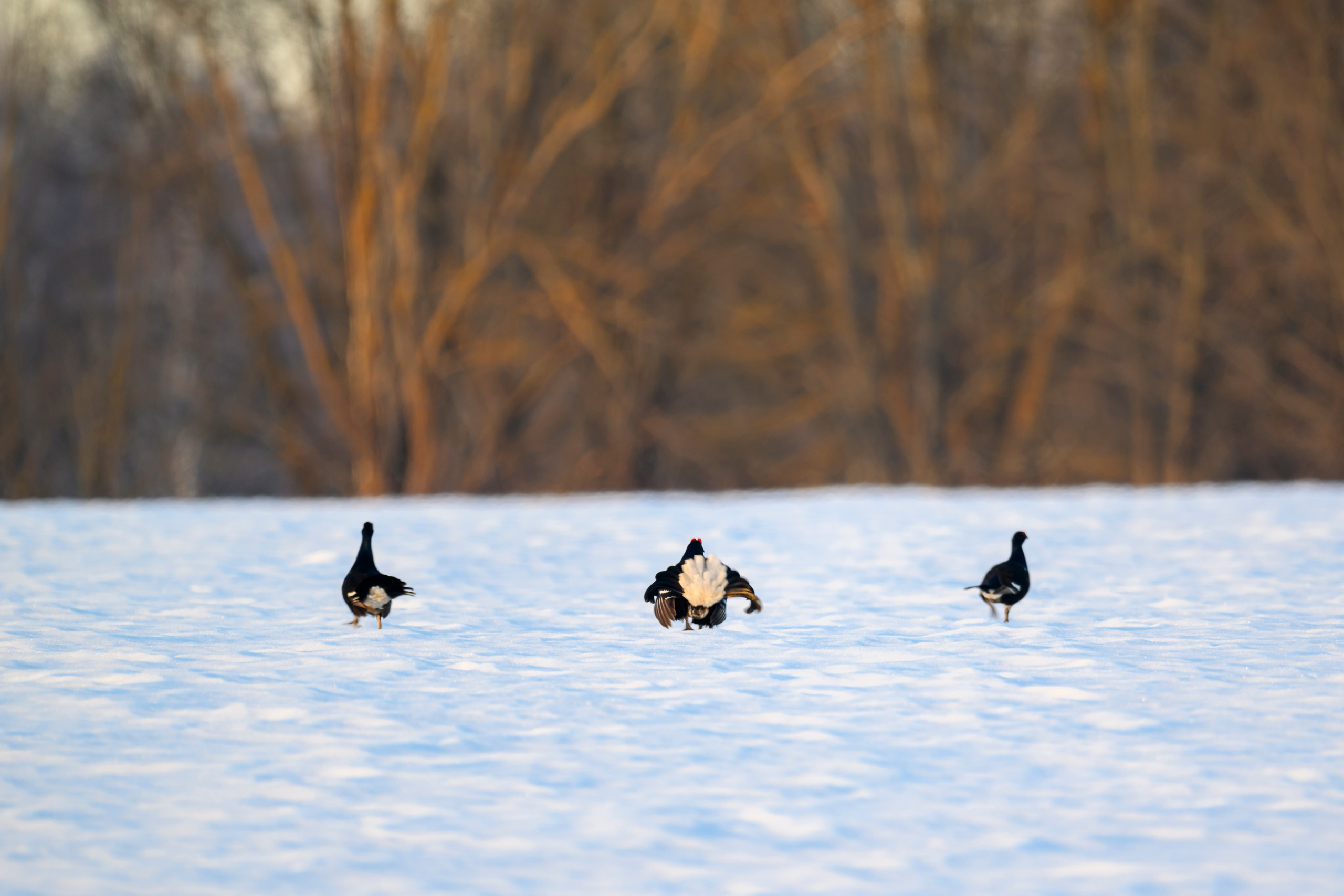 Олени и тетерева. Фотограф Сергей Пупонин