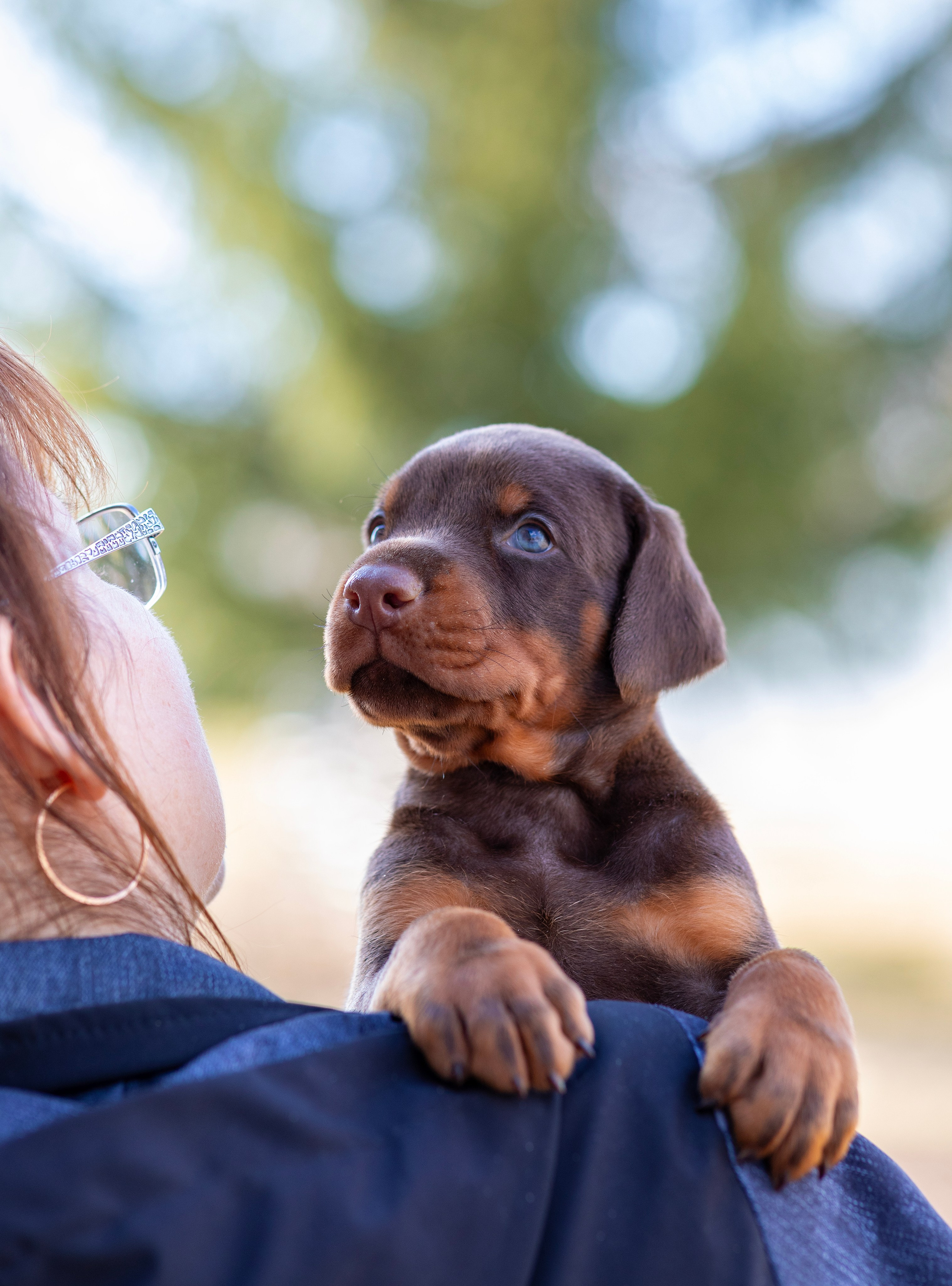 Доберман. Фотограф — анималист Татьяна Ли