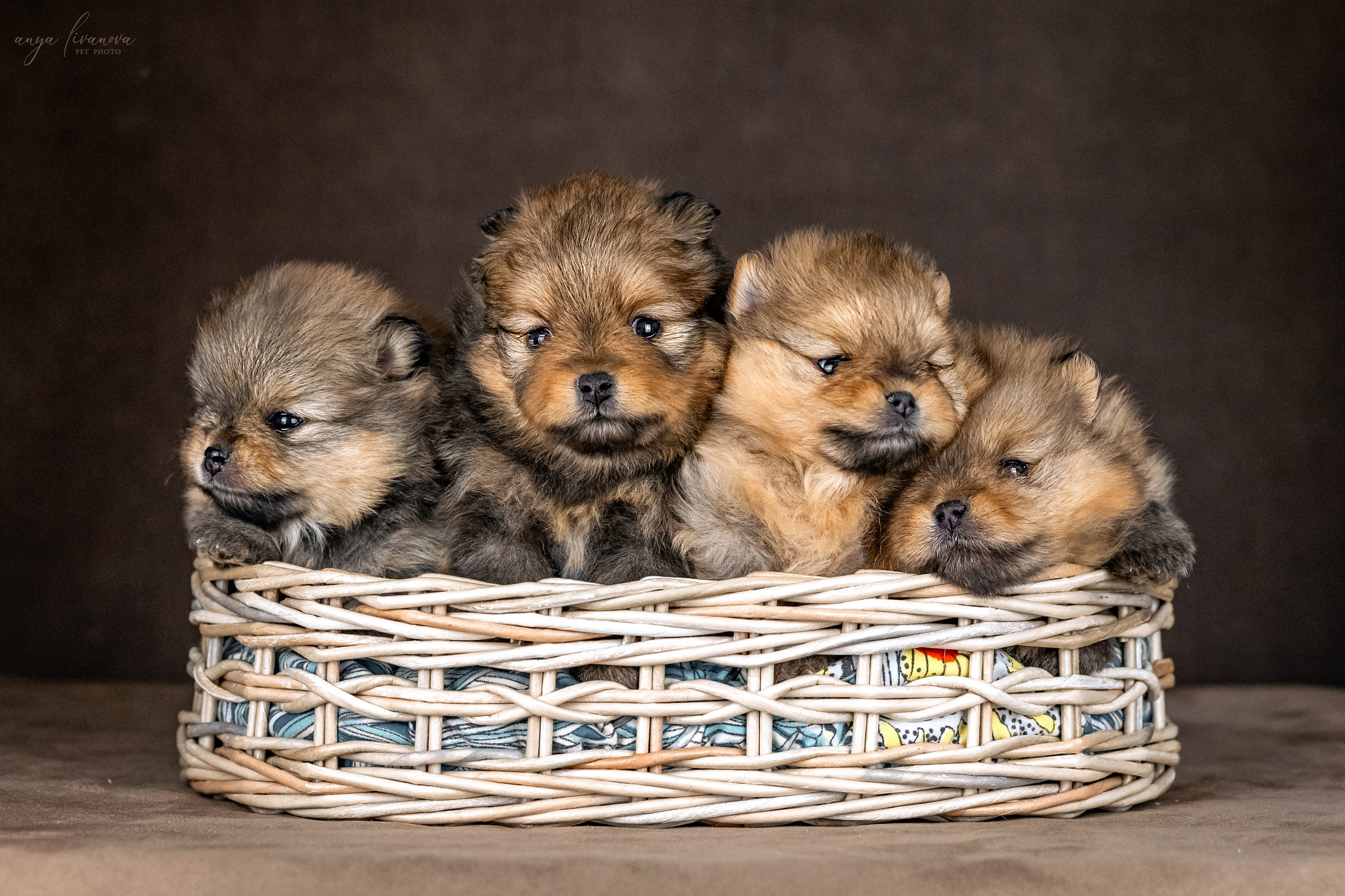 Шпицулики. Фотограф анималист Аня Ливанова | Рыбинск