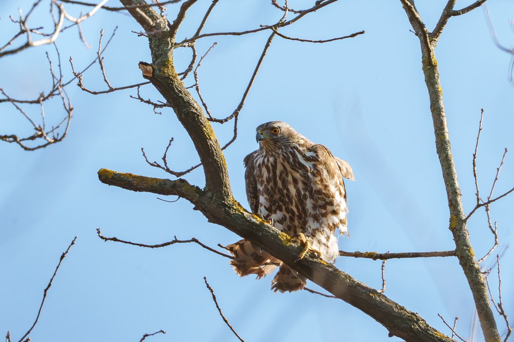Удивительные мир птиц. Вокруг нас столько прекрасного — присмотритесь!. Ваш личный фотограф Марина Волкова