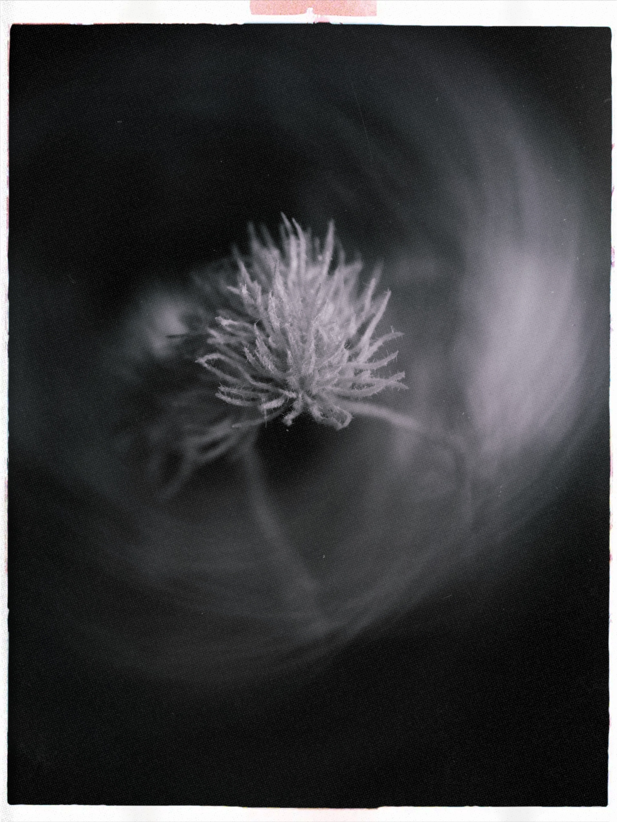 SNAPSHOT. Salien Adare