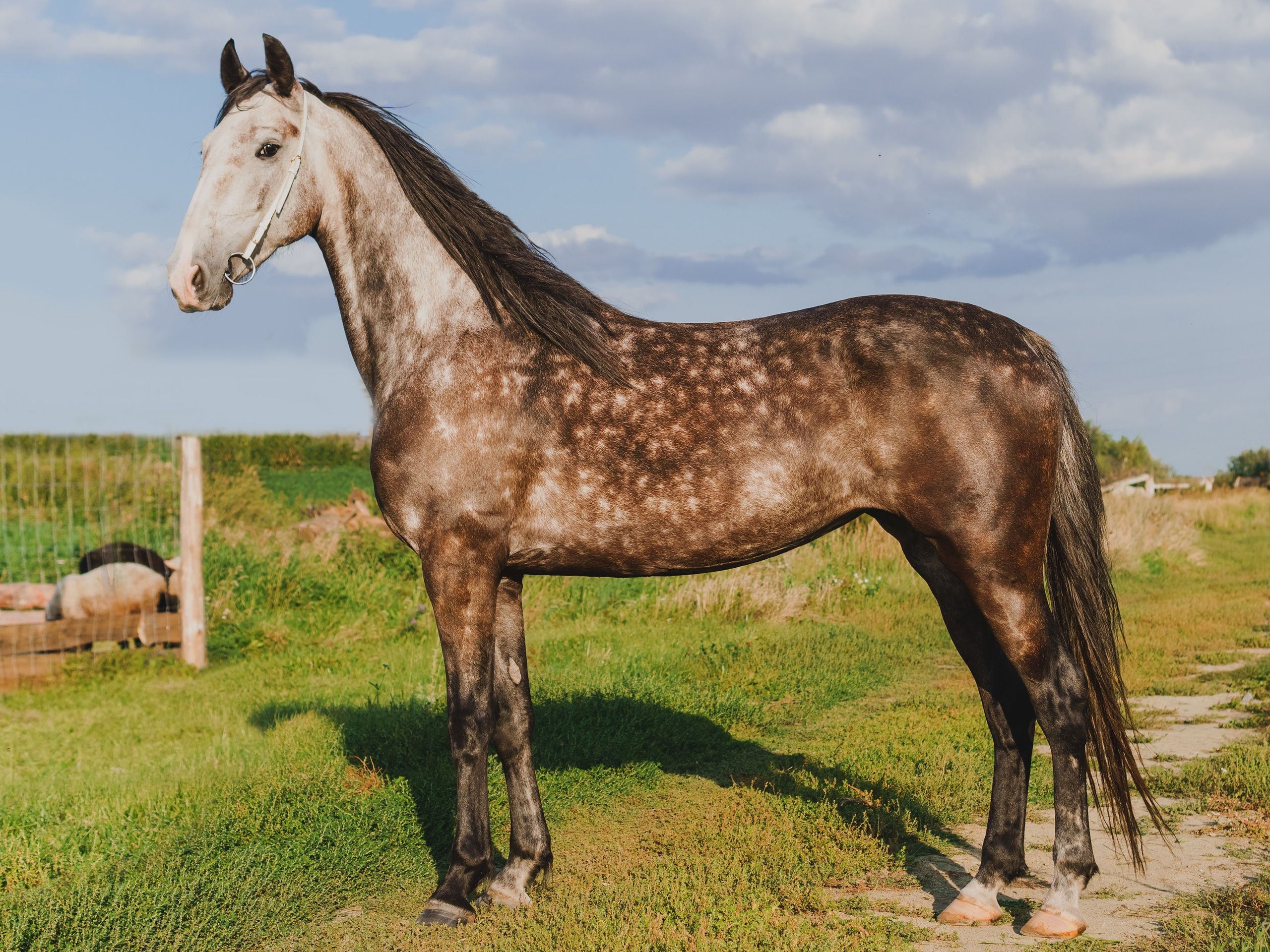 Life with horse. Saamill