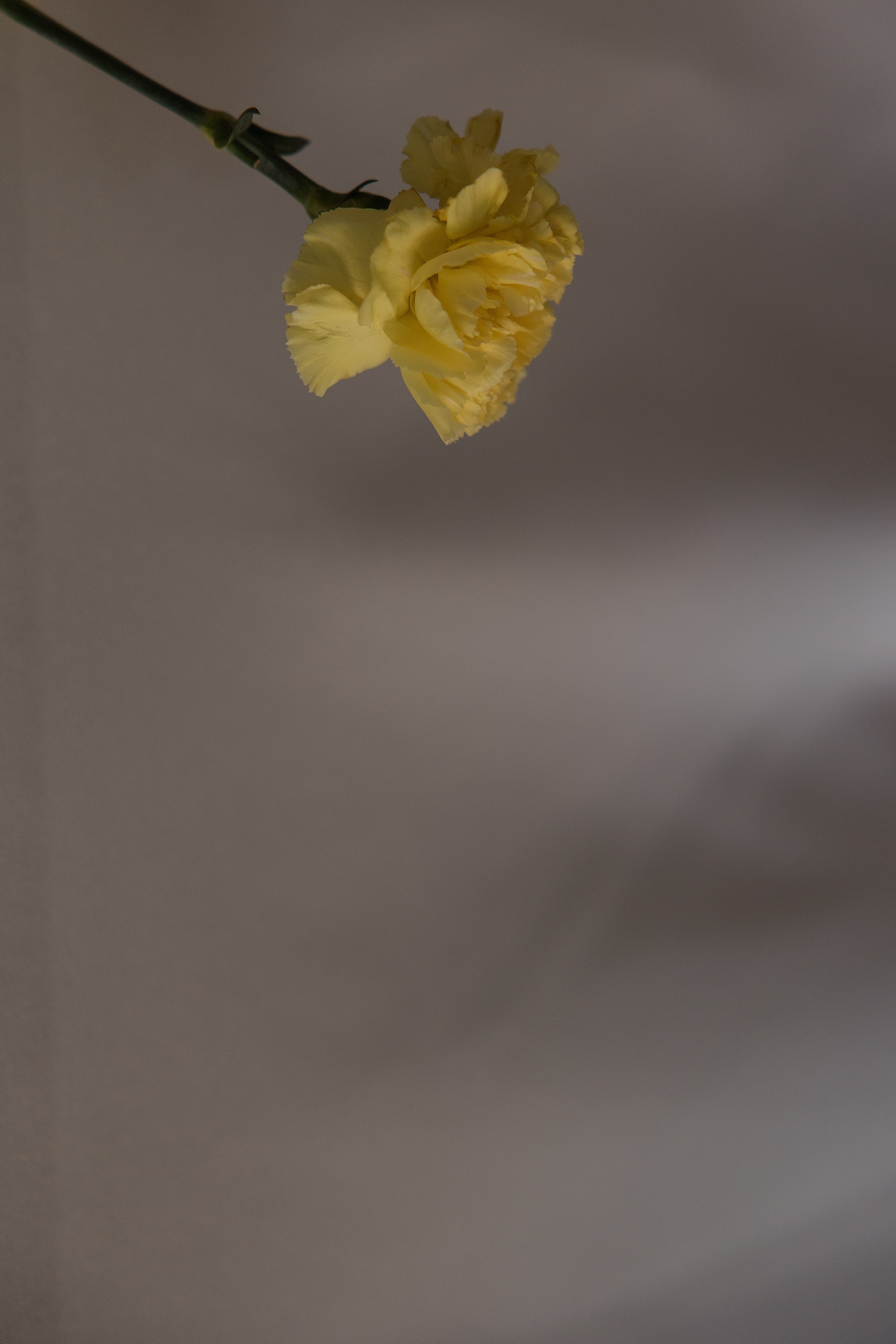 Яна & Константин. Фотограф Serj Ganso