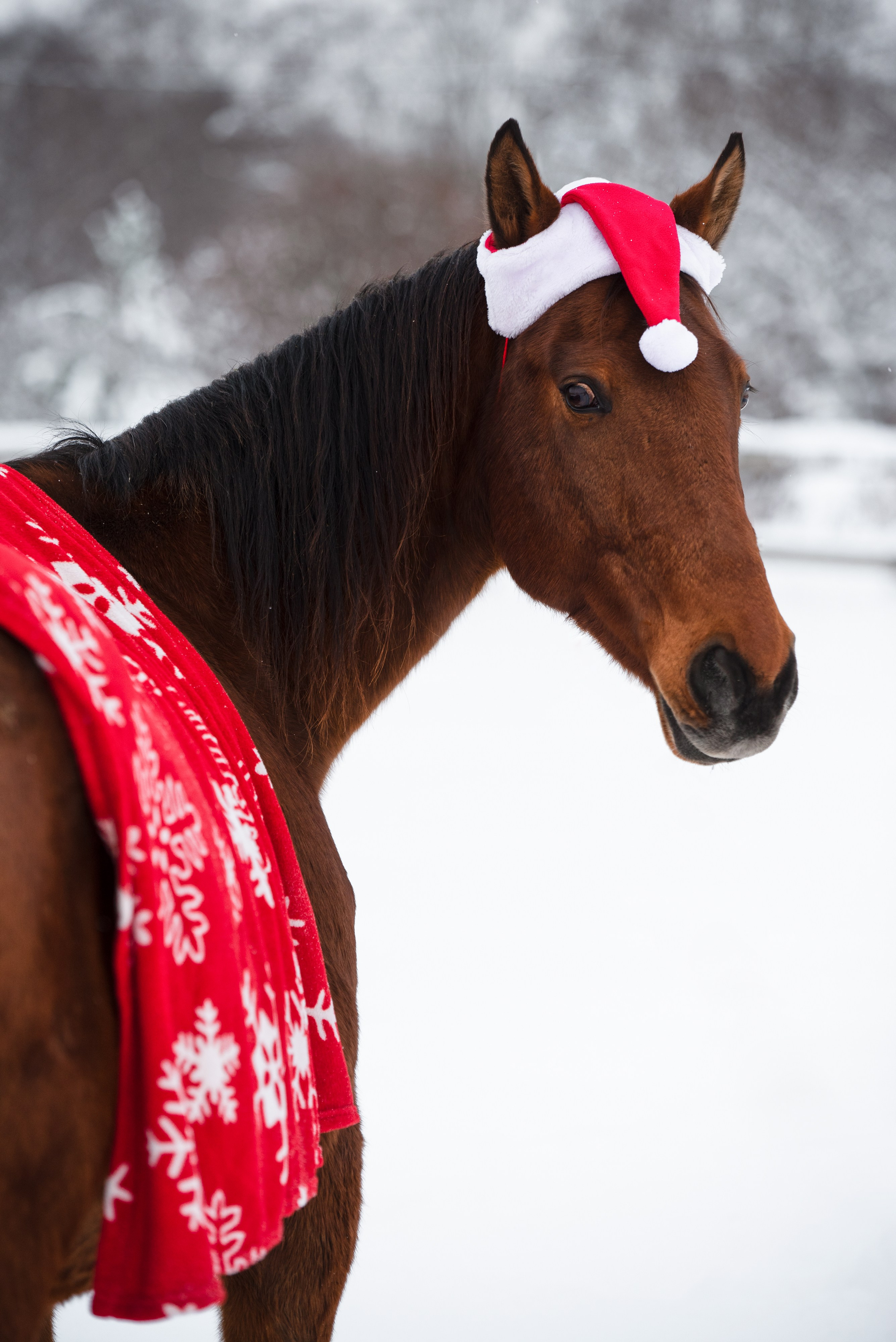 Портрет лошади, лошадь, конь, фото лошади, фотография лошади, конный фотограф, съемка лошадей, фотограф лошадей, конная фотография, конный фотограф, конный фотограф в спб, профессиональный фотограф спб, фотограф спб, ахалтекинец, рысак, спортивная лошадь, конный клуб, фотосессия с лошадьми, тракененская лошадь, зима, лошадь зимой, пейзаж, зимний лес свободные лошади, орловец, орловский рысак, орловская рысистая порода, новый год, новогодняя фотосессия, съемки с лошадьми, фото с лошадью