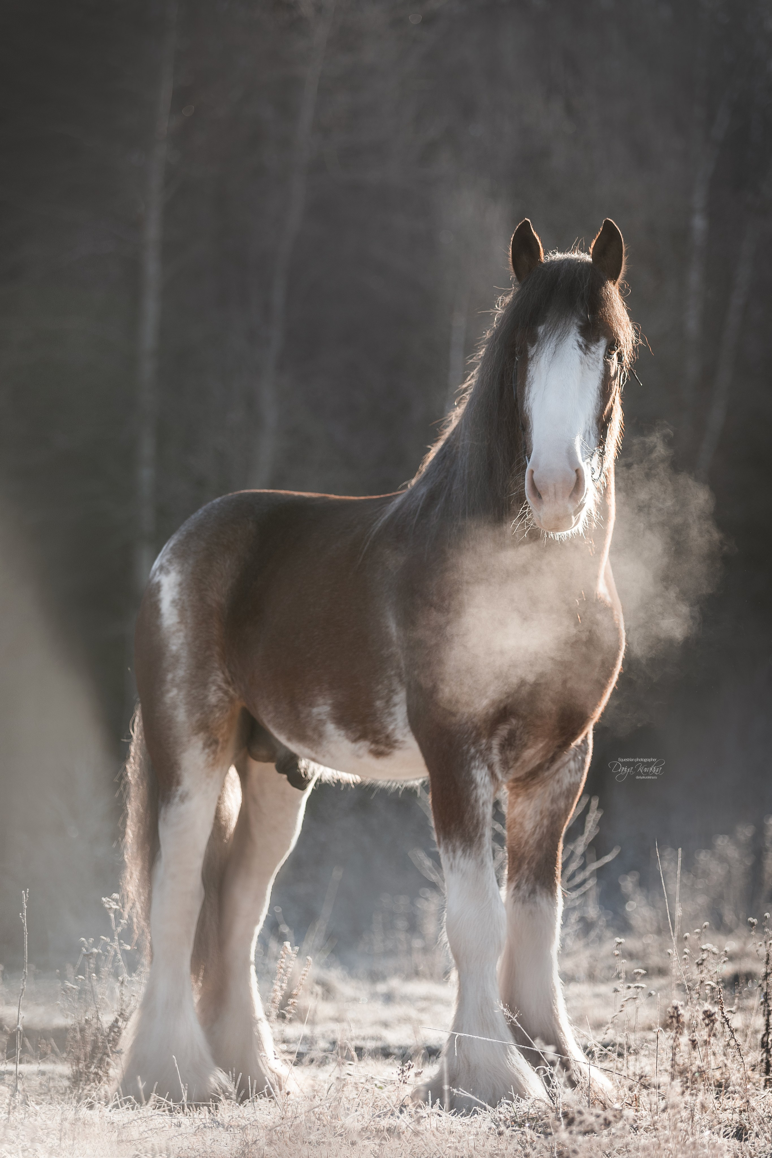 Komardins. Конный фотограф Куракина Дарья • Фотосессии с лошадьми