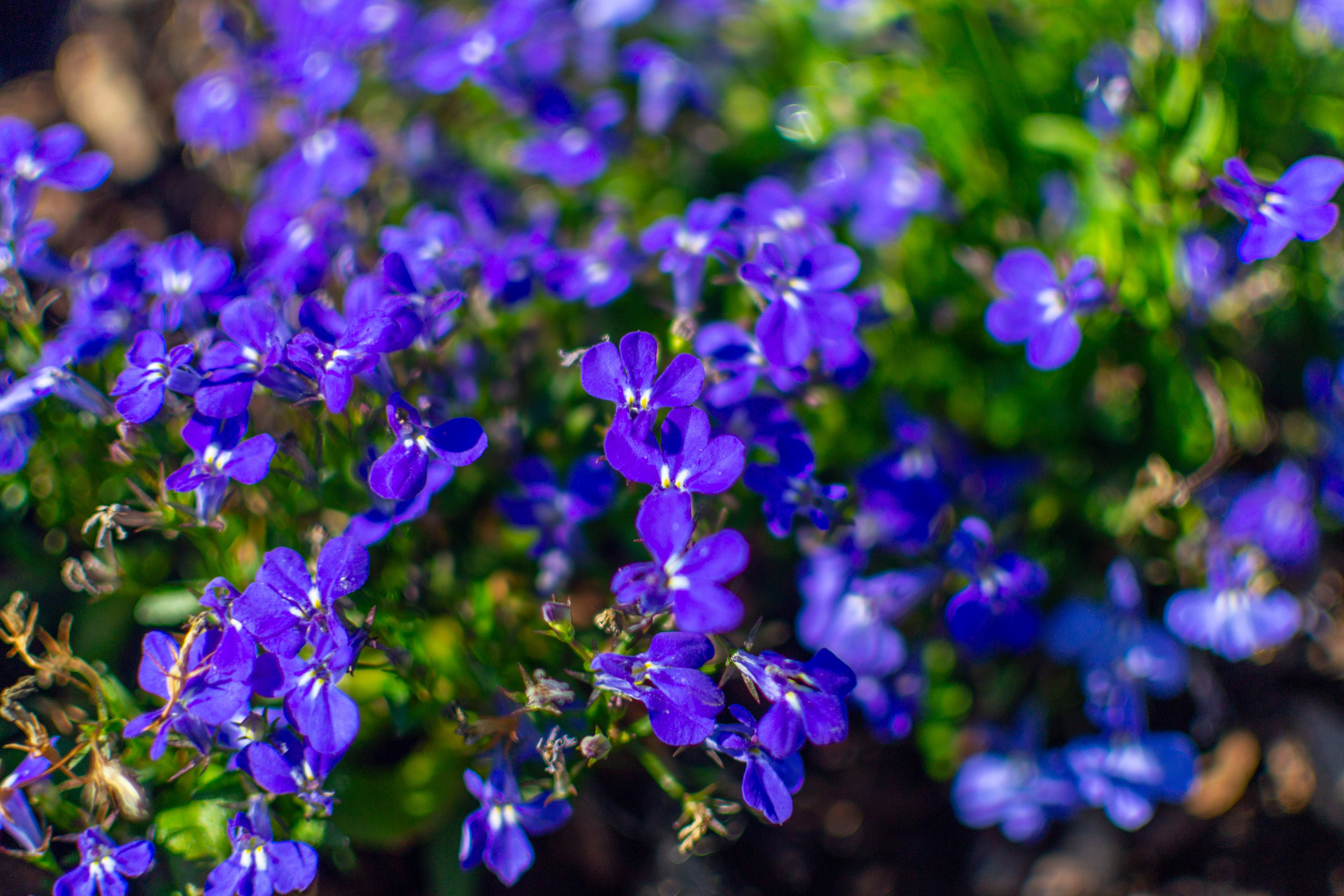 Тульская областная онкологическая больница (лето-цветы, NIKON D3100 35 мм F1,8)). Фотограф в Туле Крупский АнДРей. Фотостудия «КАДР71» в Туле