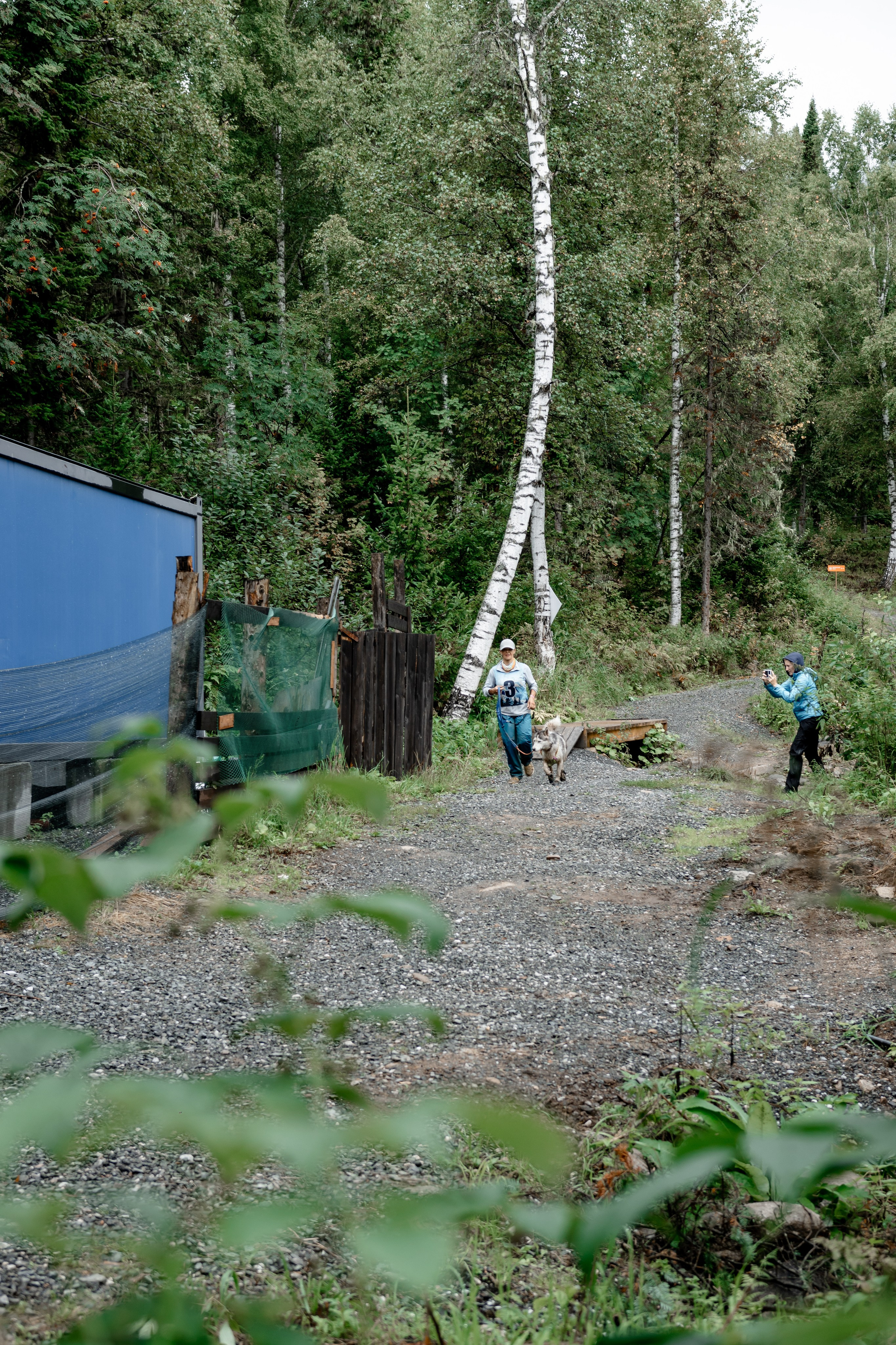 Дог-треккинг