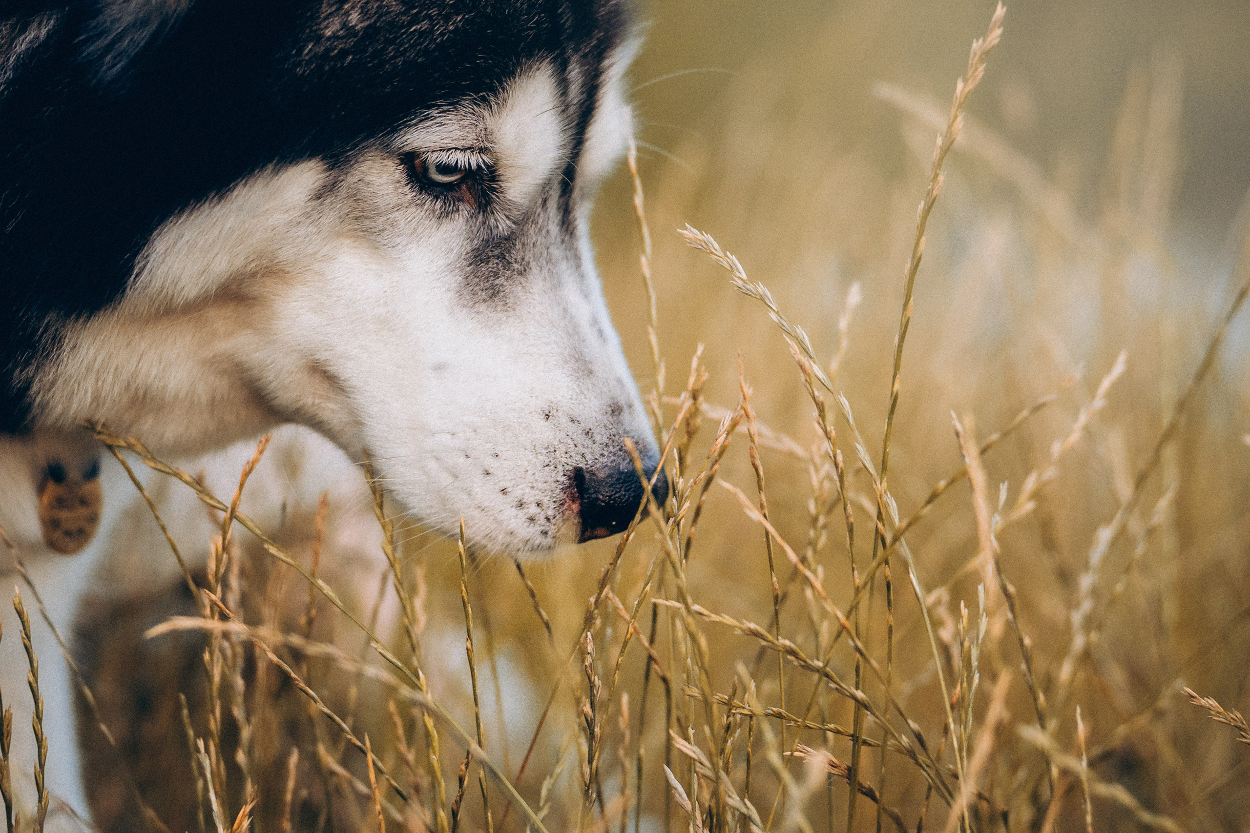 Мария и Вегас. Фотограф анималист в Москве и Санкт-Петербурге Свиридова Анна