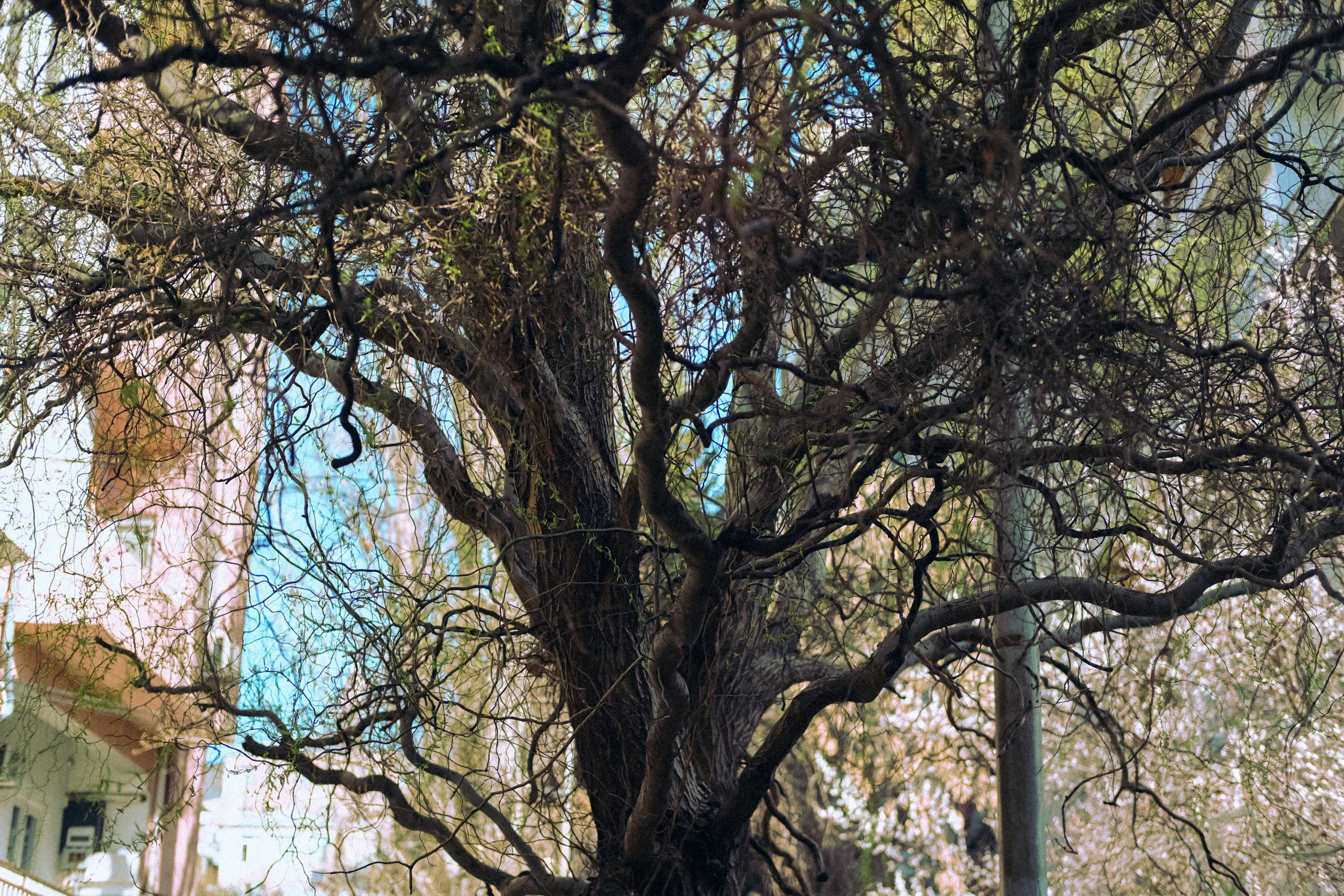 Городская и домашняя съемка в Тбилиси/ Алина и Гриша/ Или фотоблог из спального района. Photographer Tbilisi