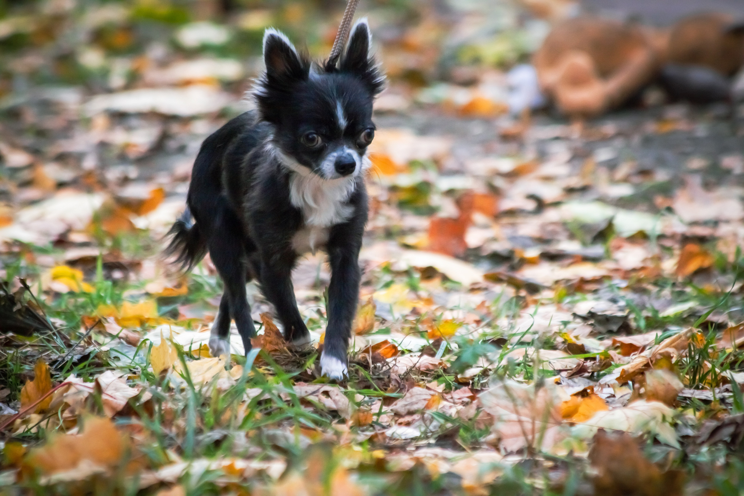 Костюмированный парад собак. Фотограф анималист — Тула, Москва