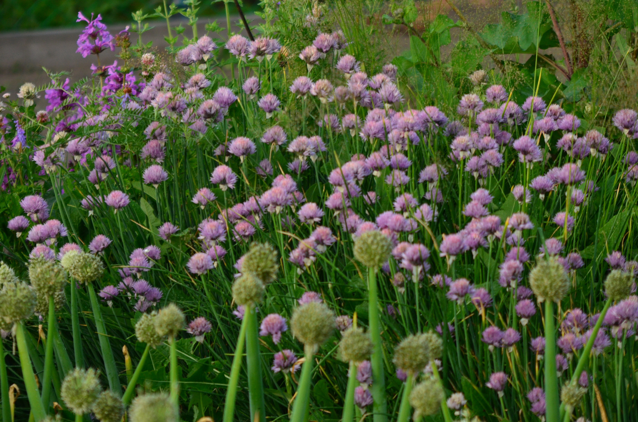 Дары природы. Фотограф viktor viktor