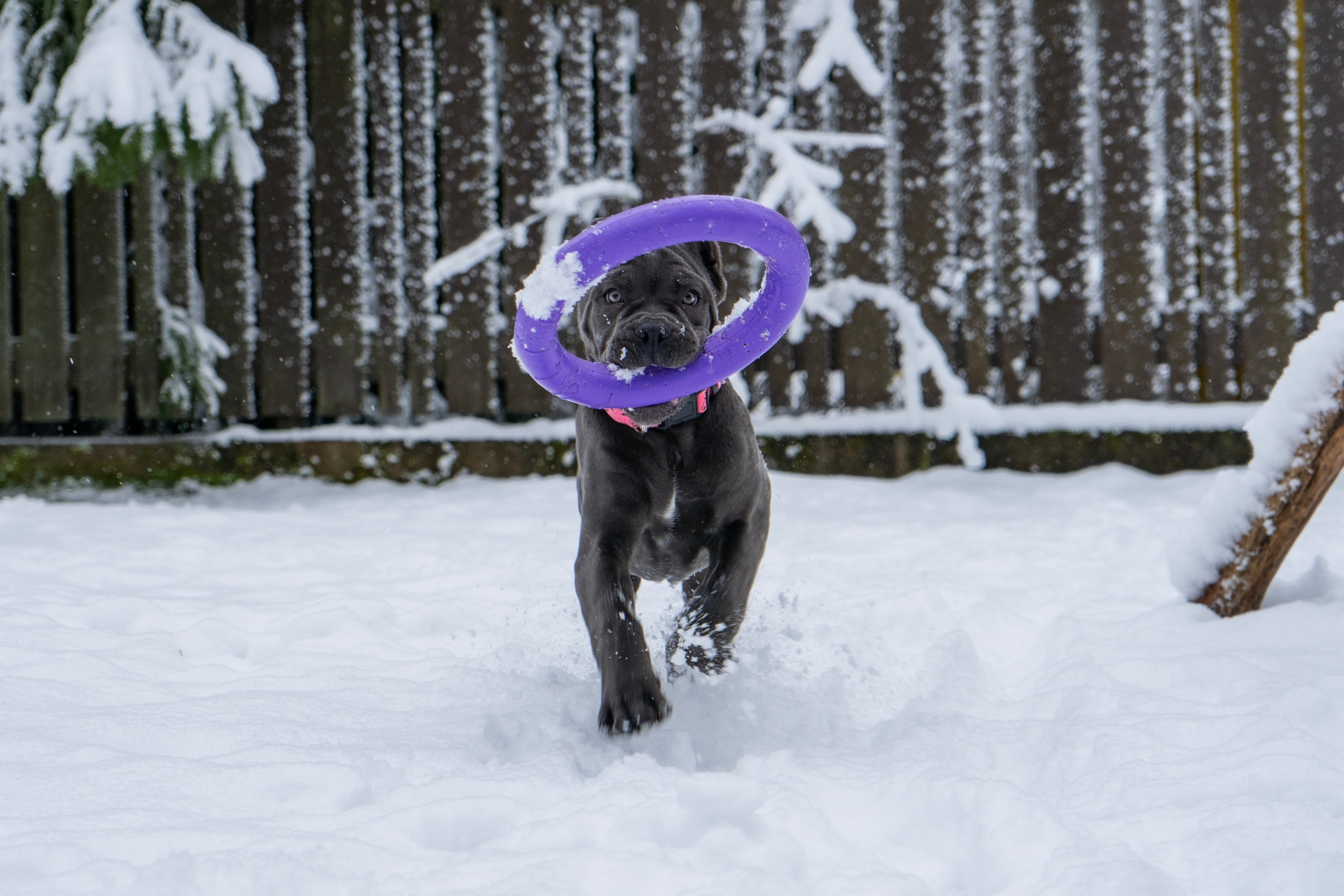 Фотосессии Пушистиков. Фотограф в Санкт-Петербурге Виктория Барышникова