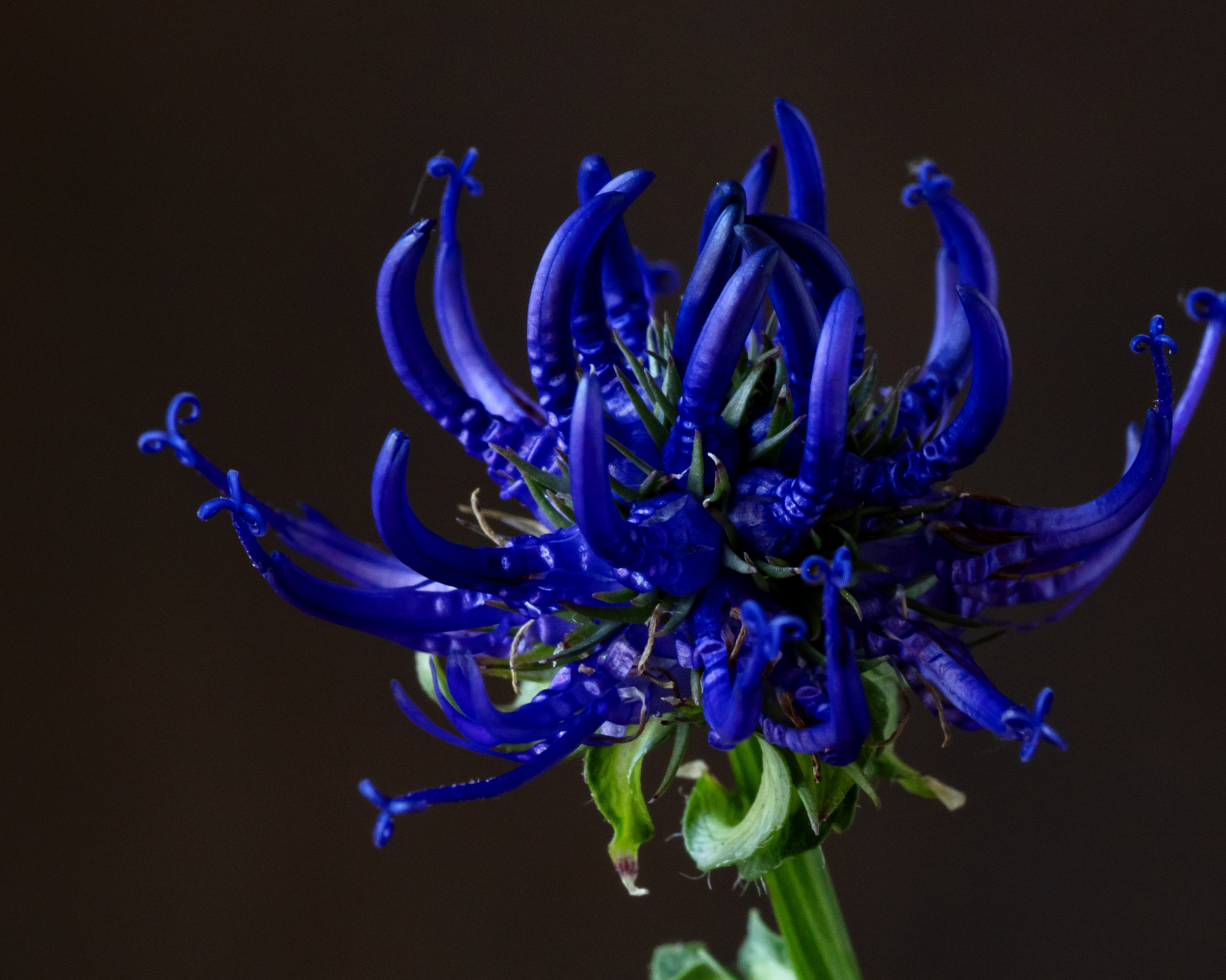 Indigo Mystery. Author’s fine art prints with international delivery