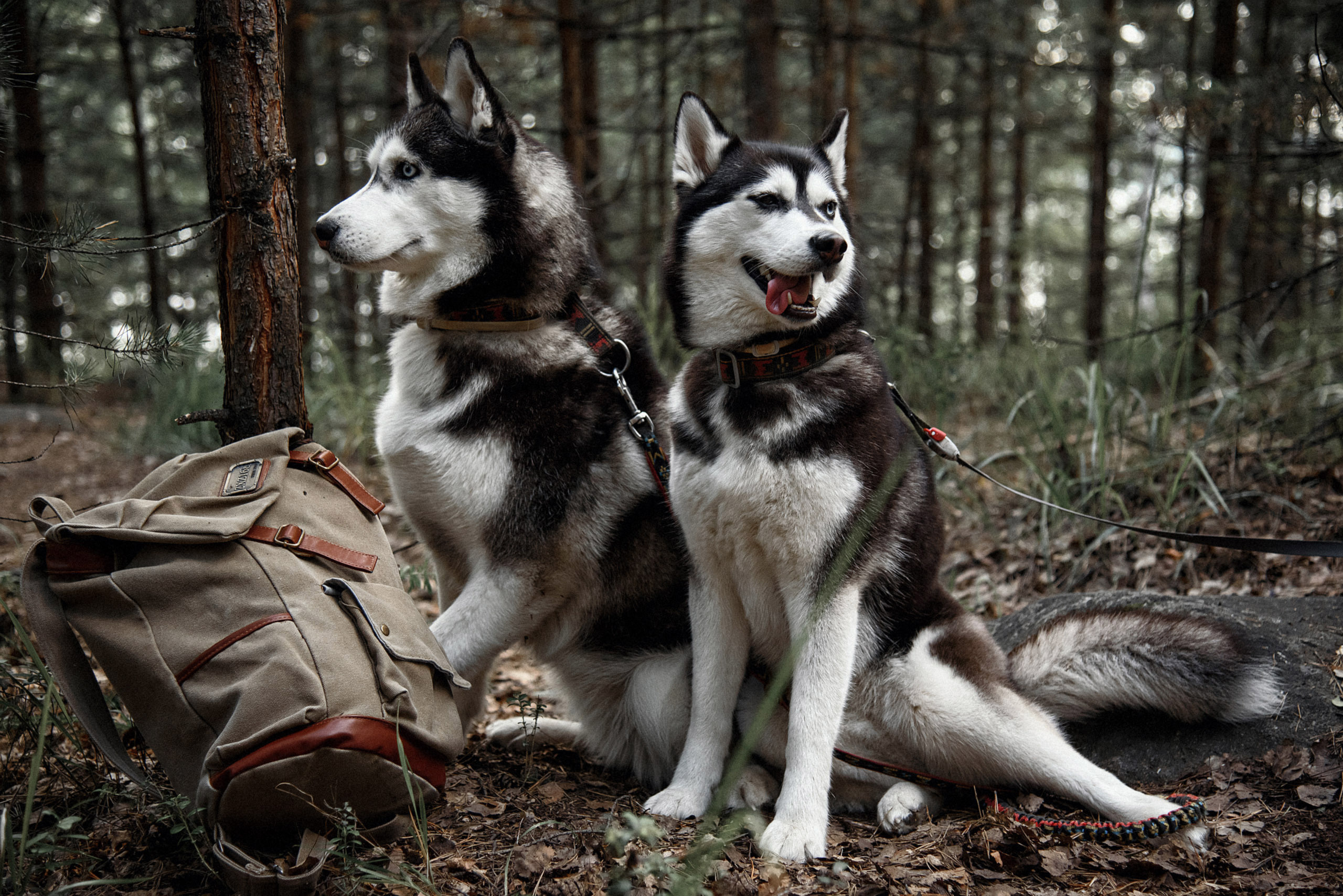 Виктория и Роман. Фотограф Ксения Санатина