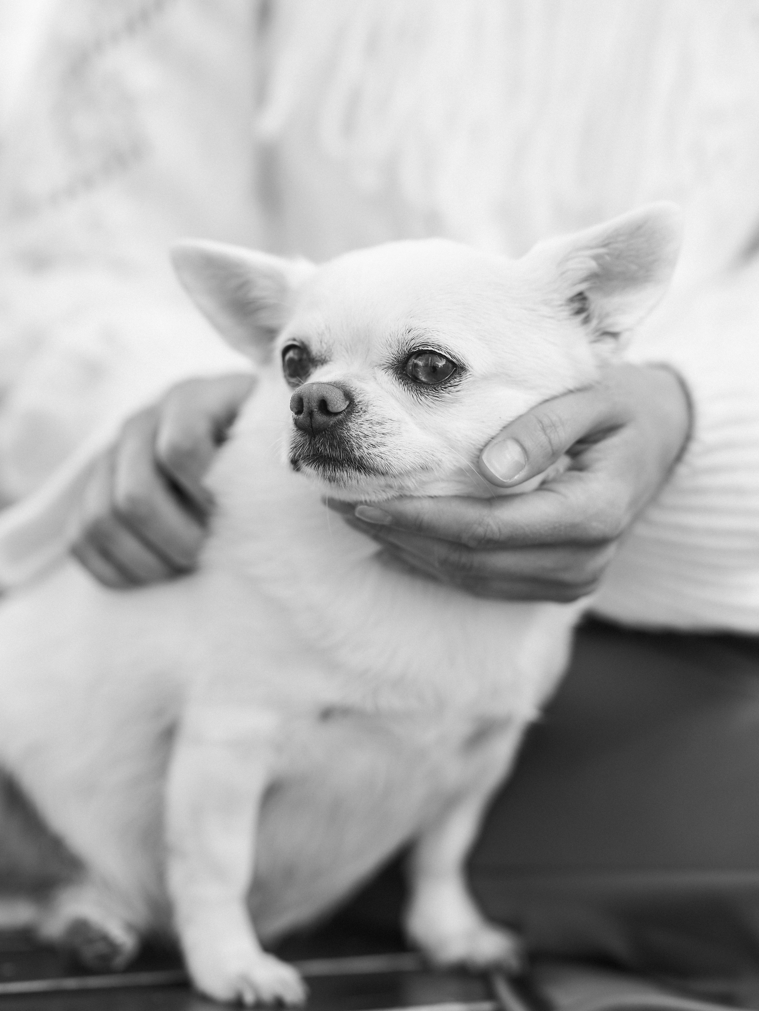 Зефир и Алена. Фотограф-анималист в Москве Кириллова Татьяна