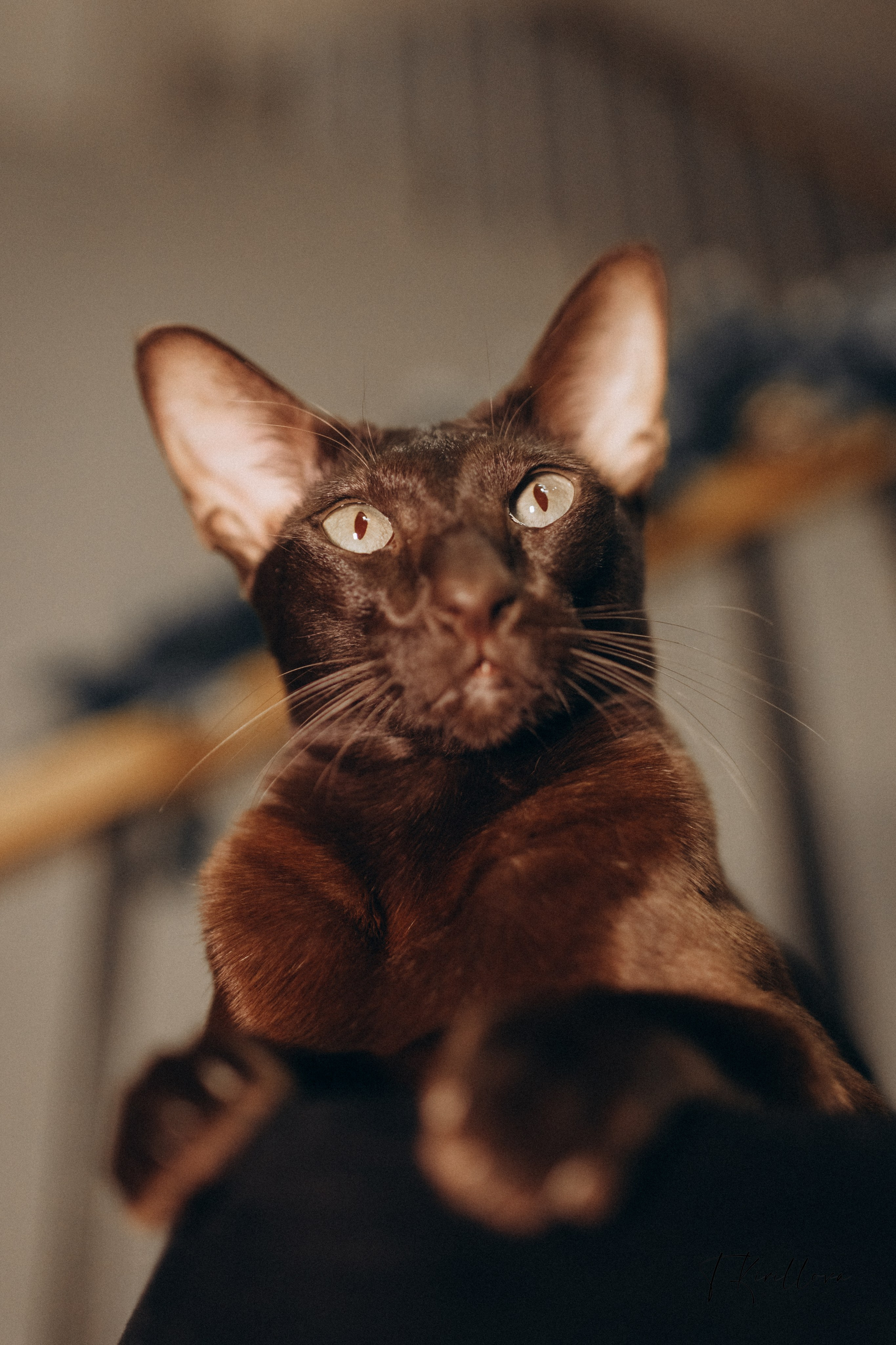 Новогоднее утро. Фотограф-анималист в Москве Кириллова Татьяна