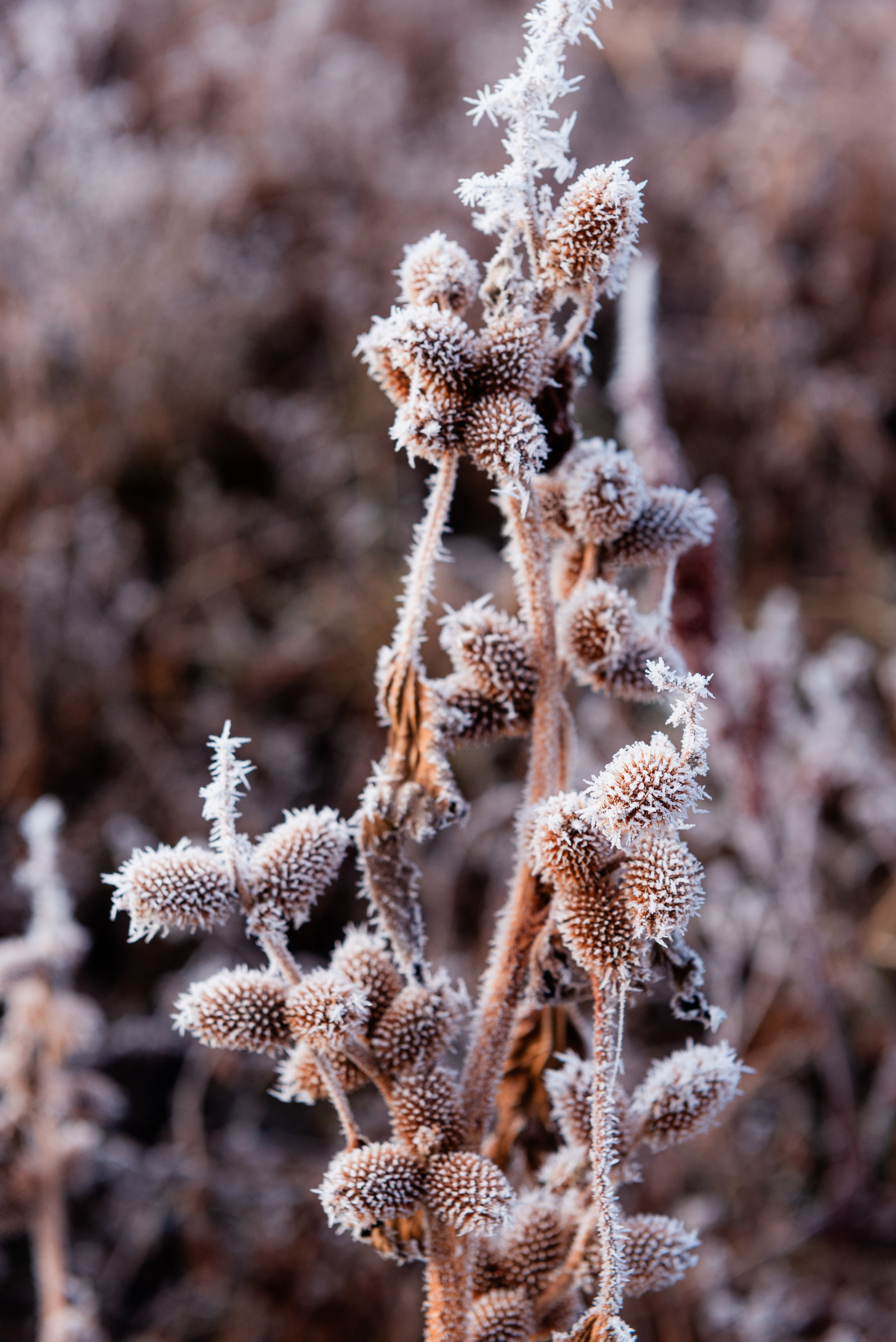 Фотографии утреннего тумана под Волжским. Фотограф в Волгограде и Волжском Александр Горбань