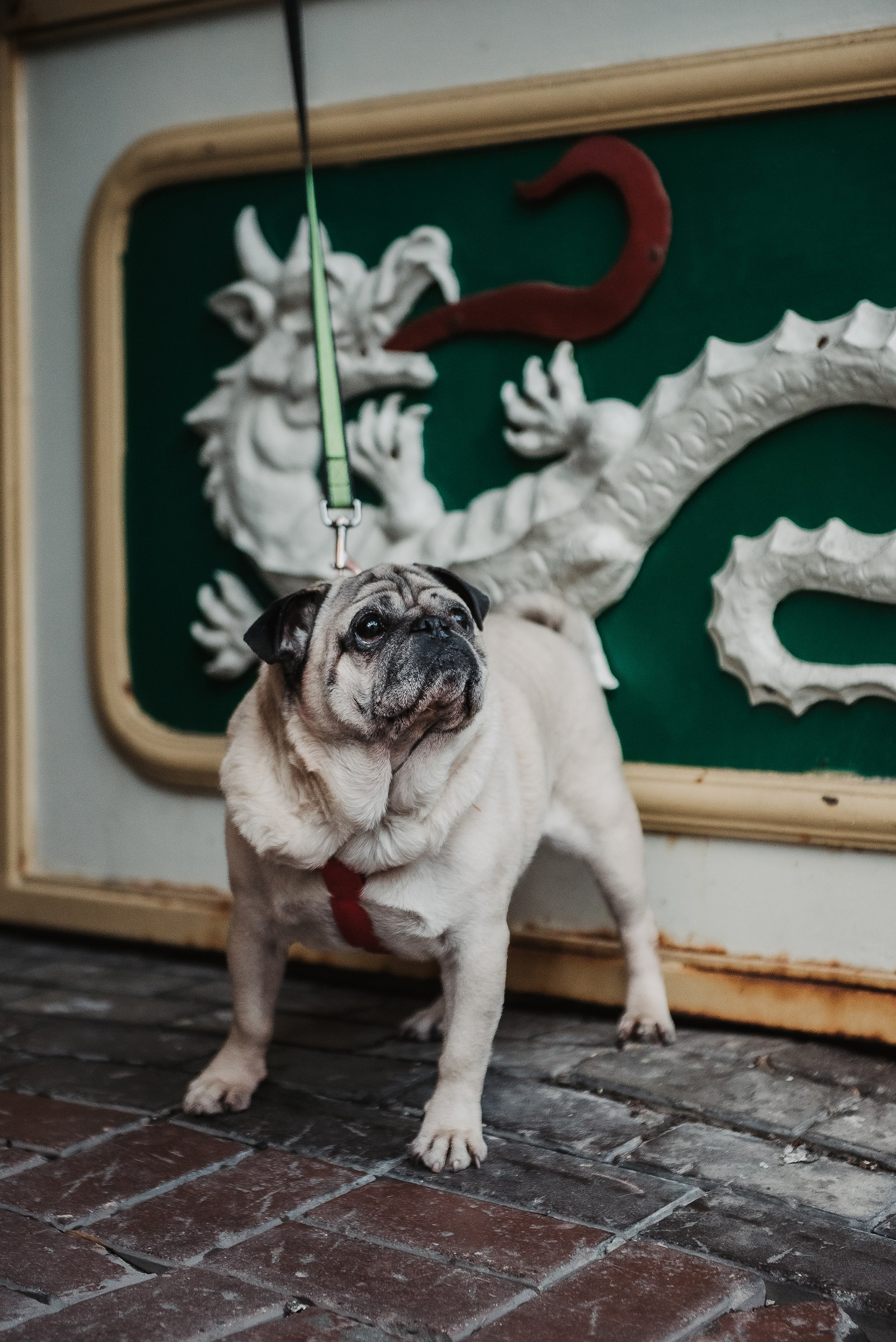 Ольга и Потапум. Прогулка к чайному дому. Семейный Фотограф в Москве Ирина Хохлова