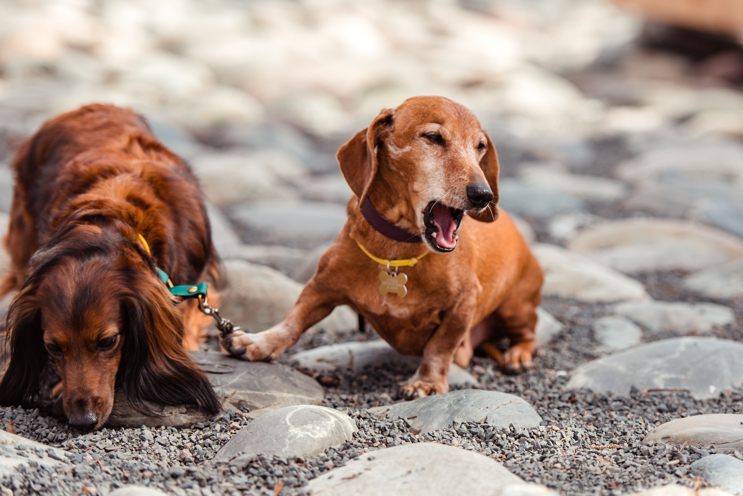 Таксы на Красной площади. Семейный Фотограф в Москве Ирина Хохлова
