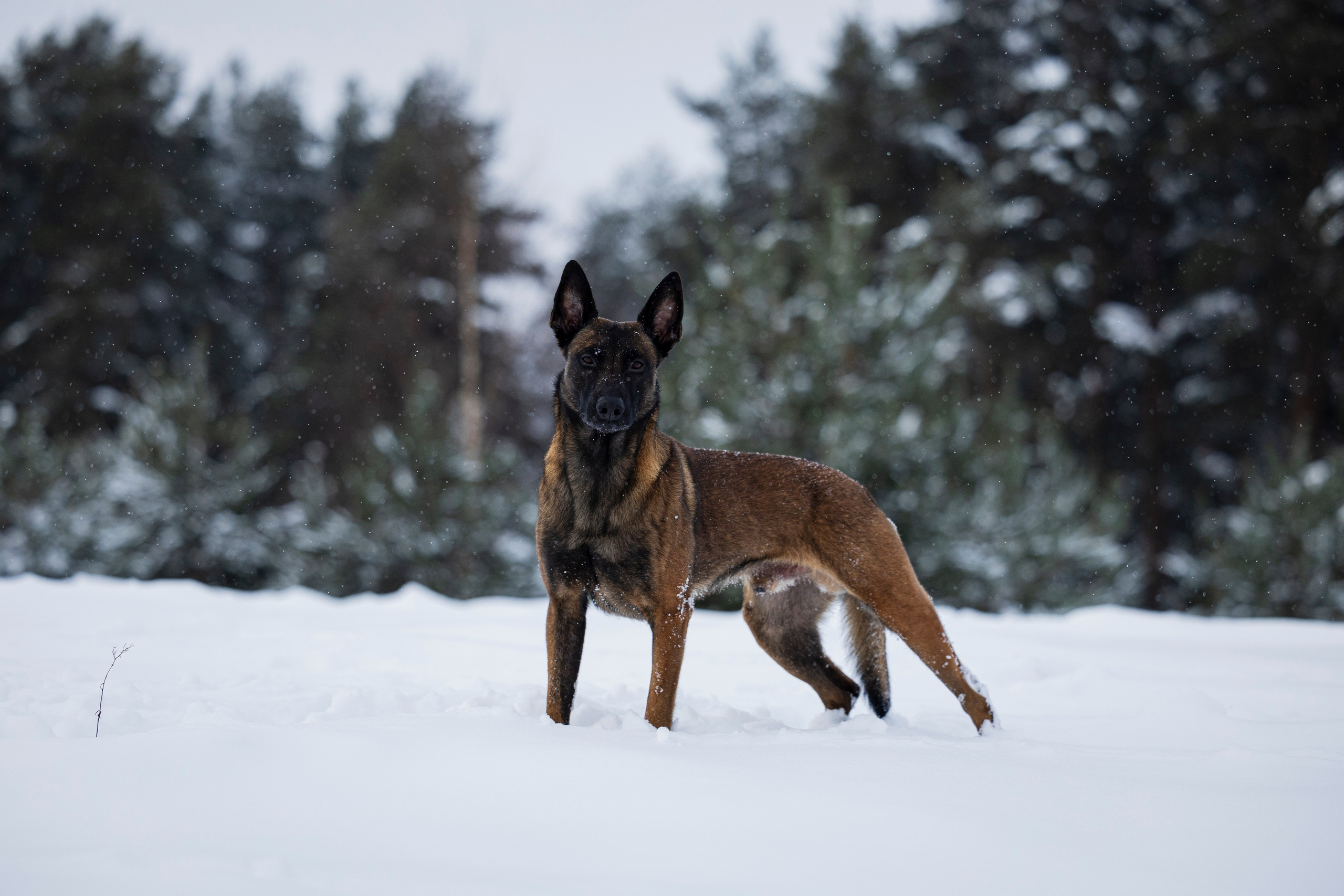 Рики. Фотограф-анималист Анна Маринич