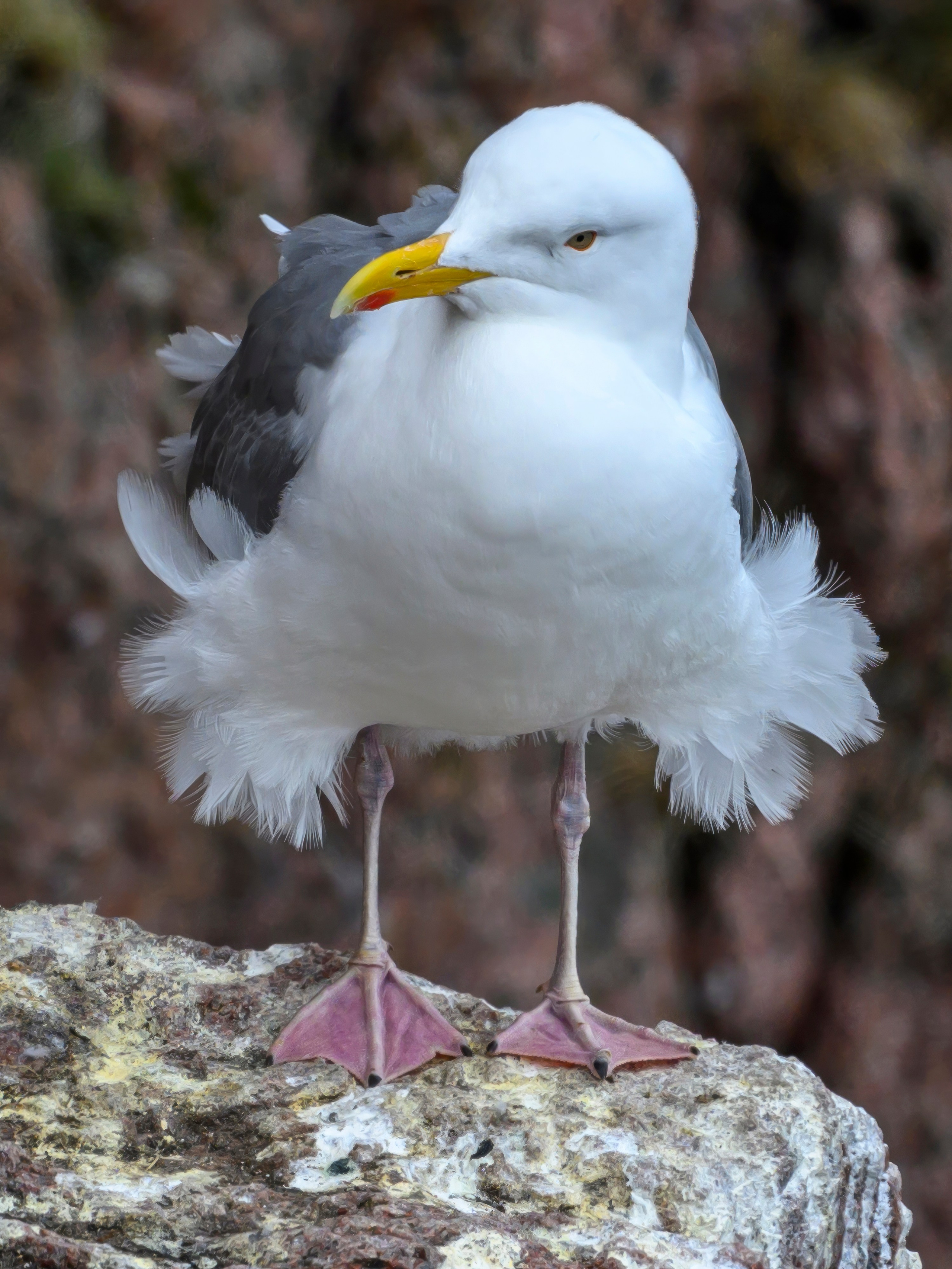 Мурманская область. Июнь 2024. Фотограф Сергей Пупонин