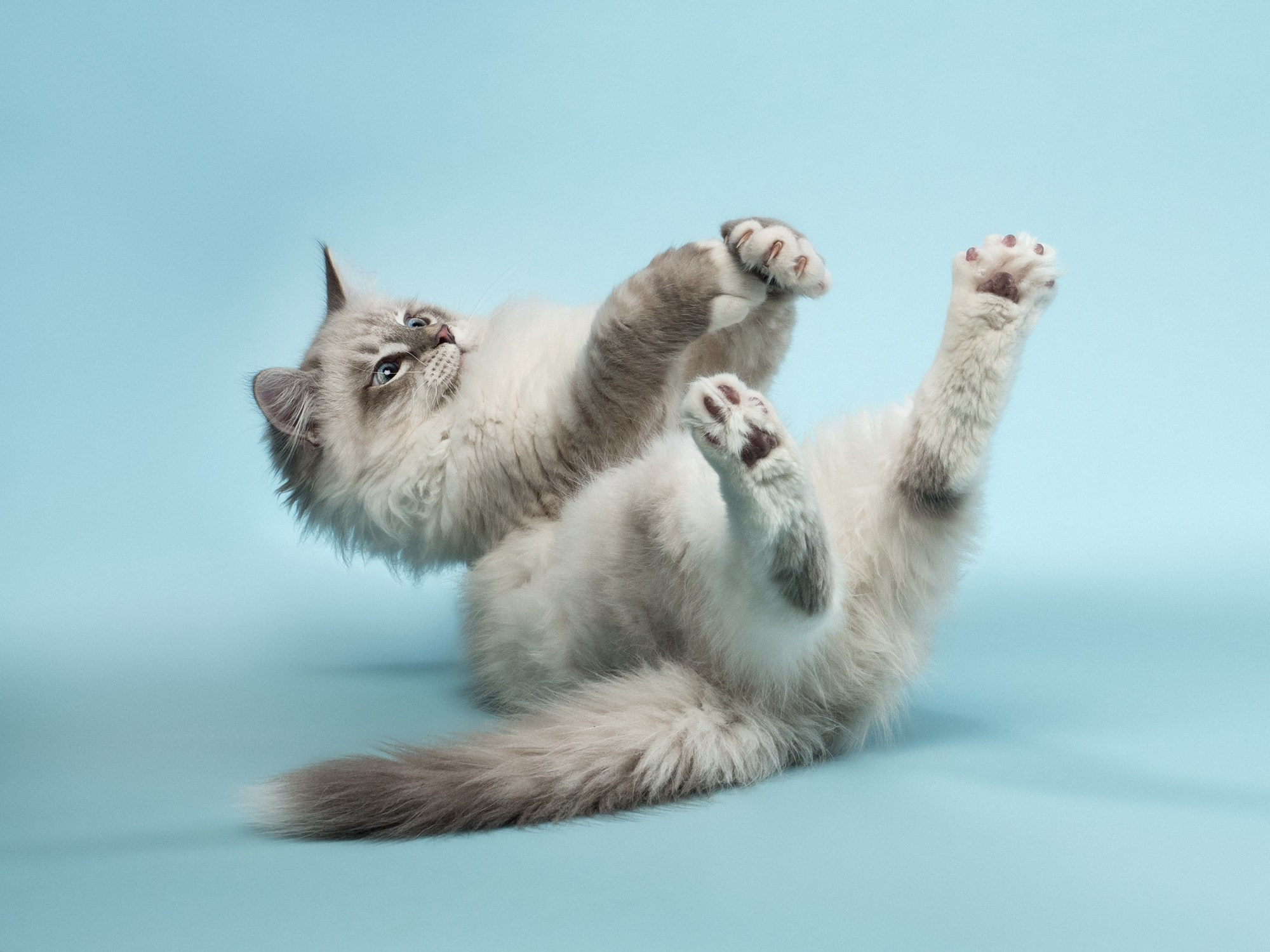 Студийная съёмка. Фотограф животных и людей в Санкт-Петербурге Дарья Быстрицкая