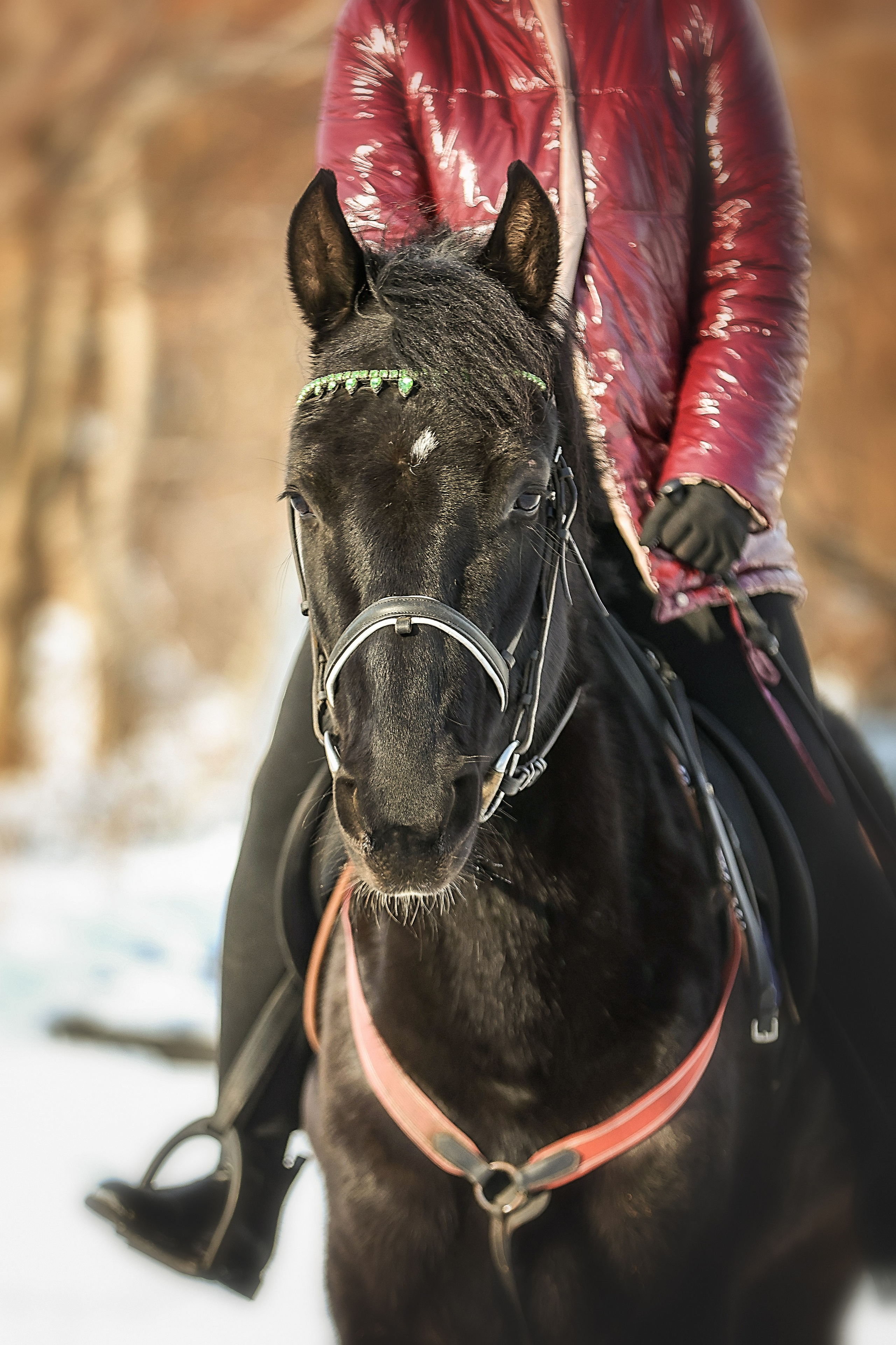 ЛОШАДИ. Фотограф-АниМалист Анна Абрамова
