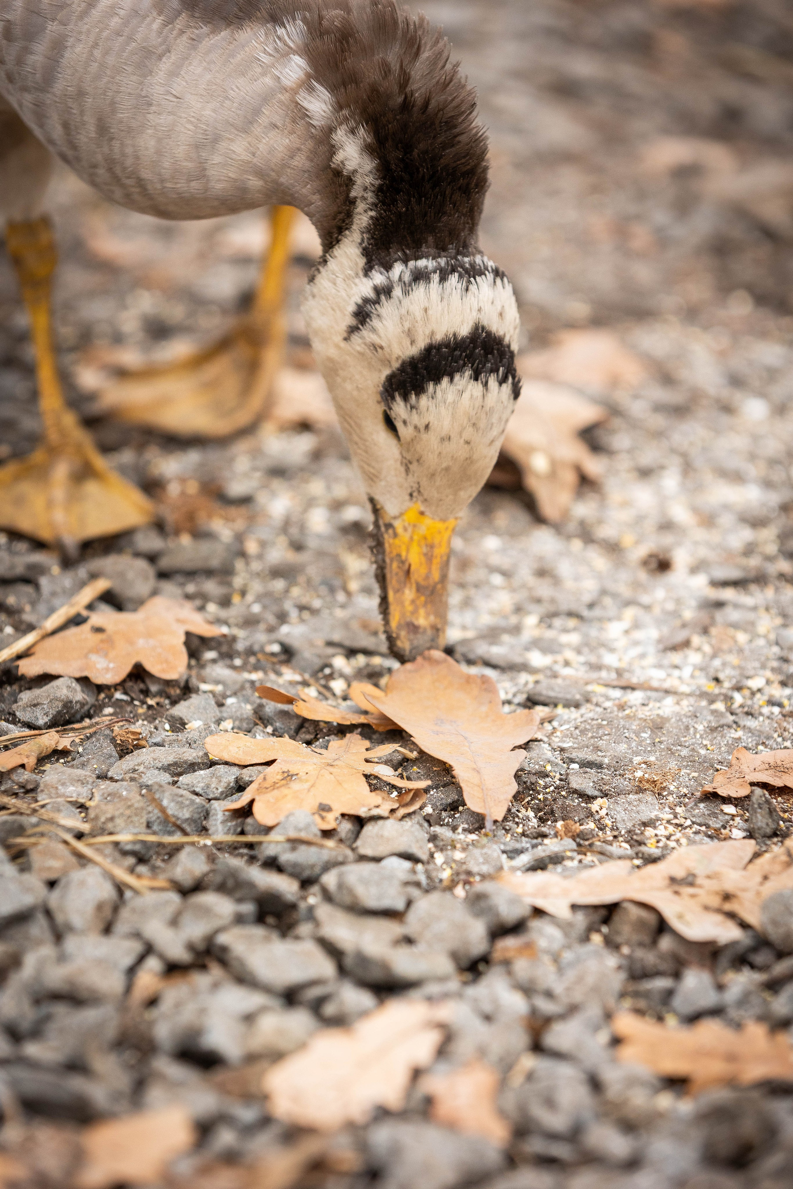 Зоопарк Малинки. Фотограф-АниМалист Анна Абрамова