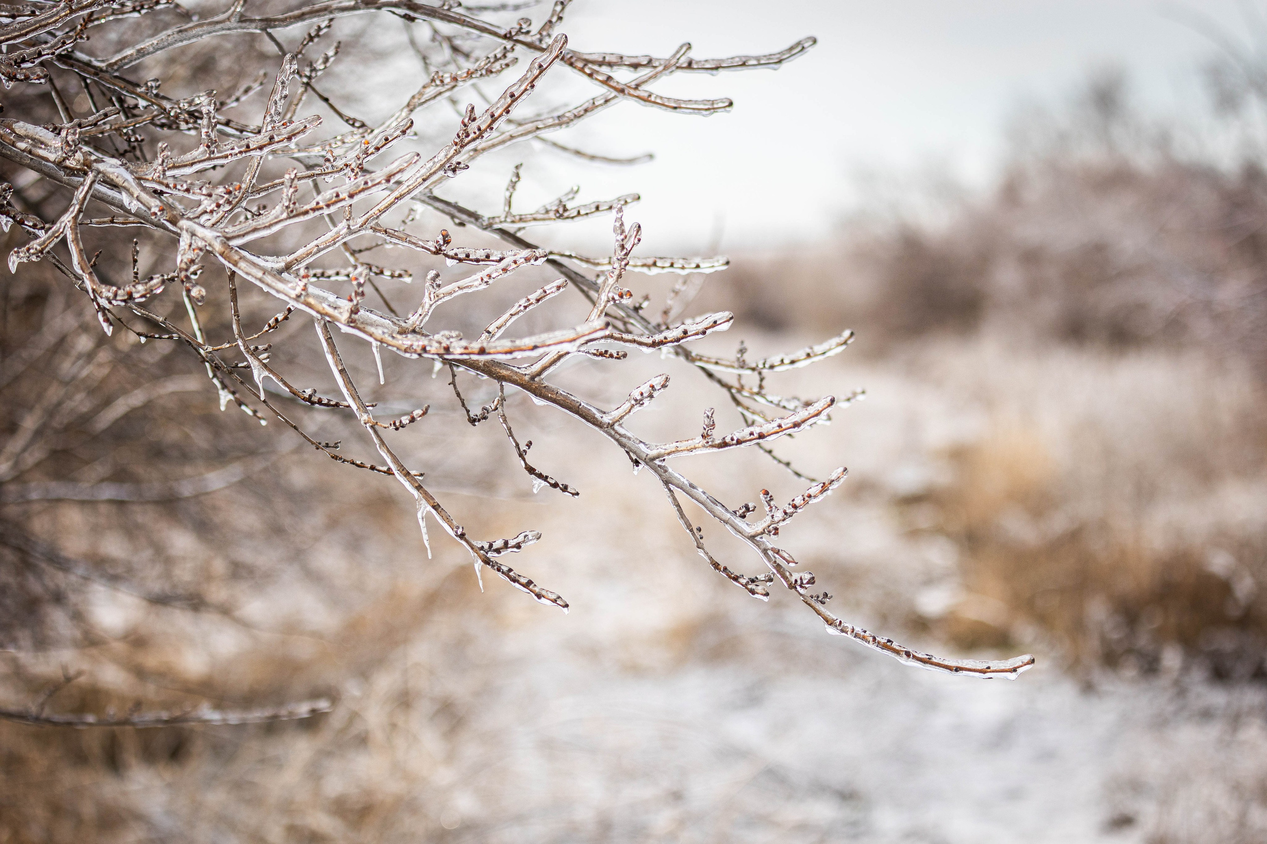 Дикий животный мир. Фотограф-АниМалист Анна Абрамова