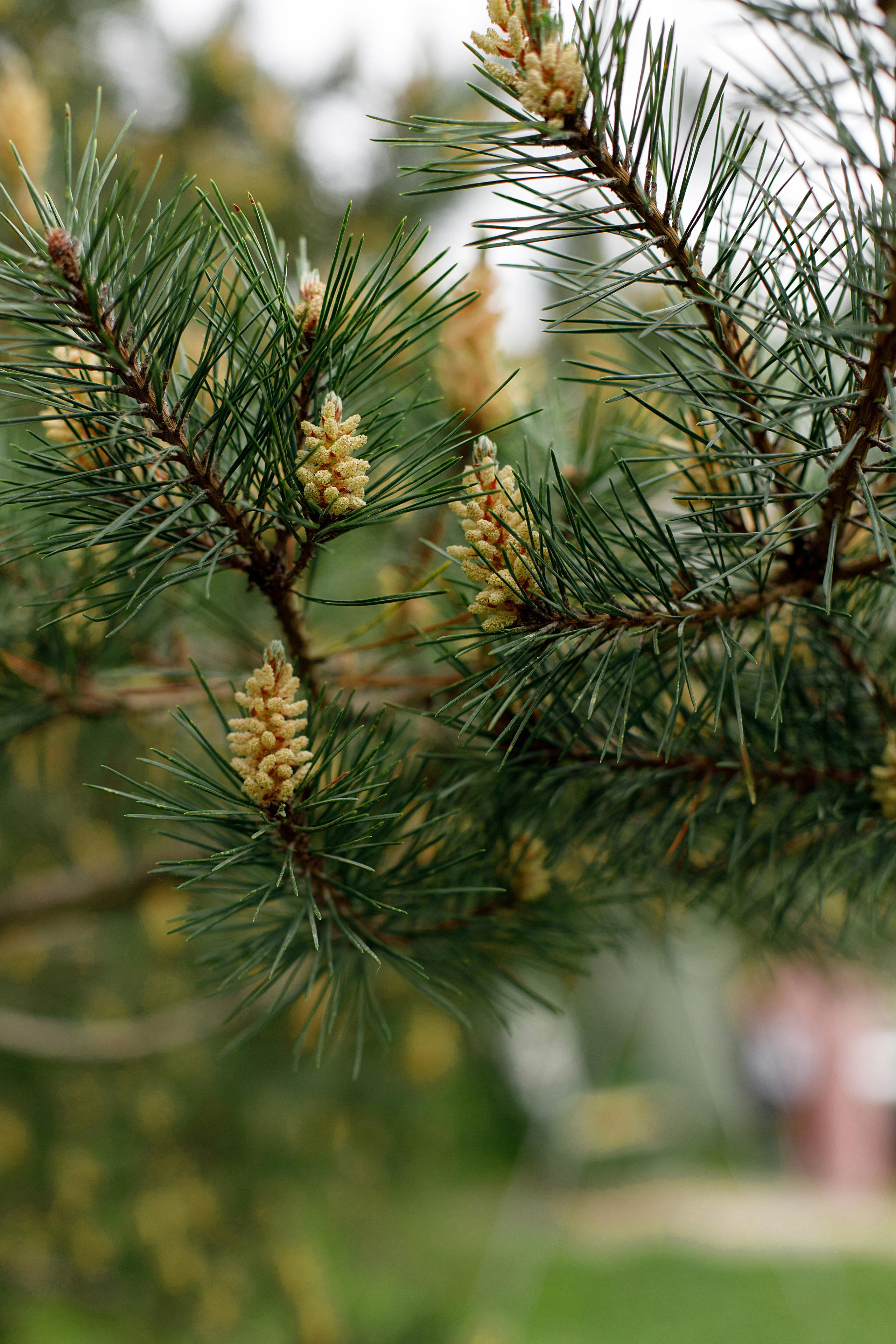Свадьбы и Love Story. Фотограф Владивосток