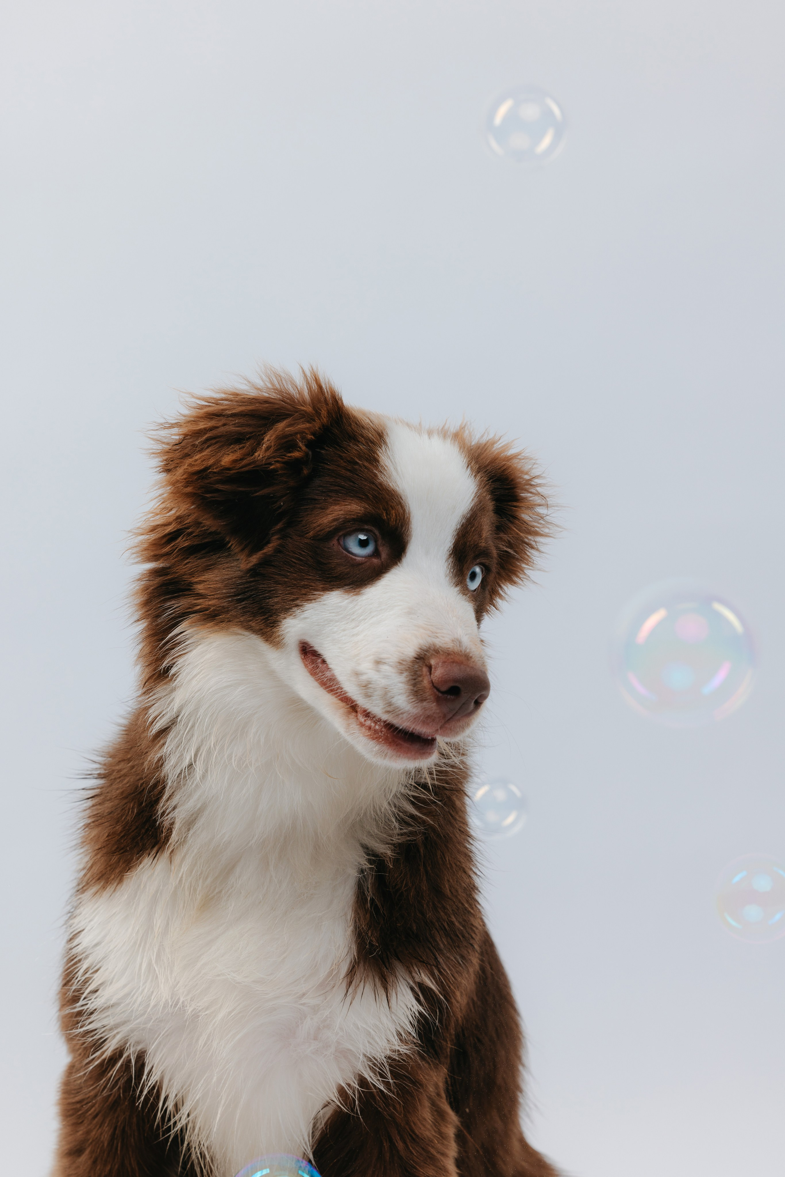 Миниаусси Дайс. Фотограф анималист Осипчикова Мария