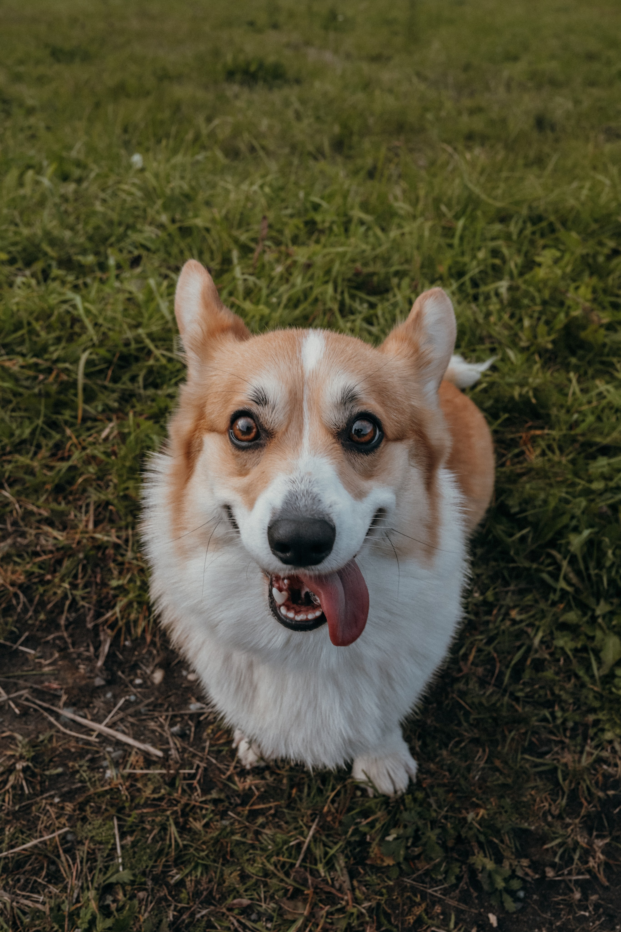 Мария & корги Мия