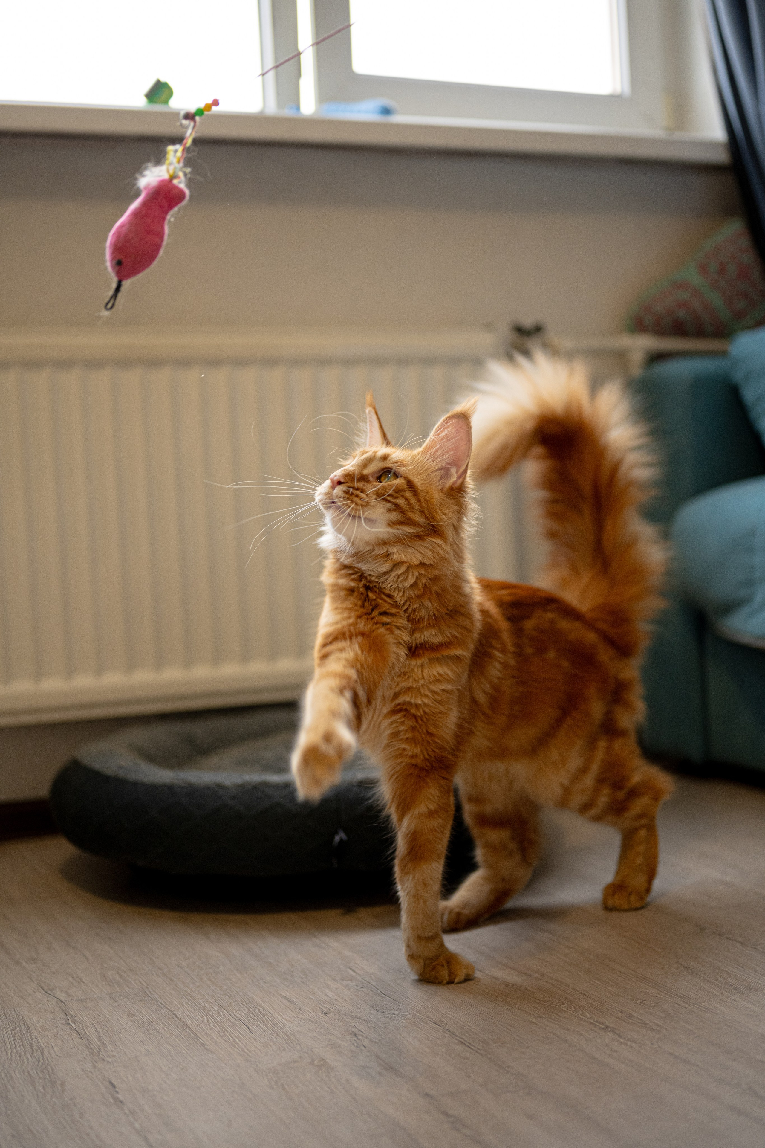 Портреты питомцев. Фотограф в Санкт-Петербурге Александра Ладыгина